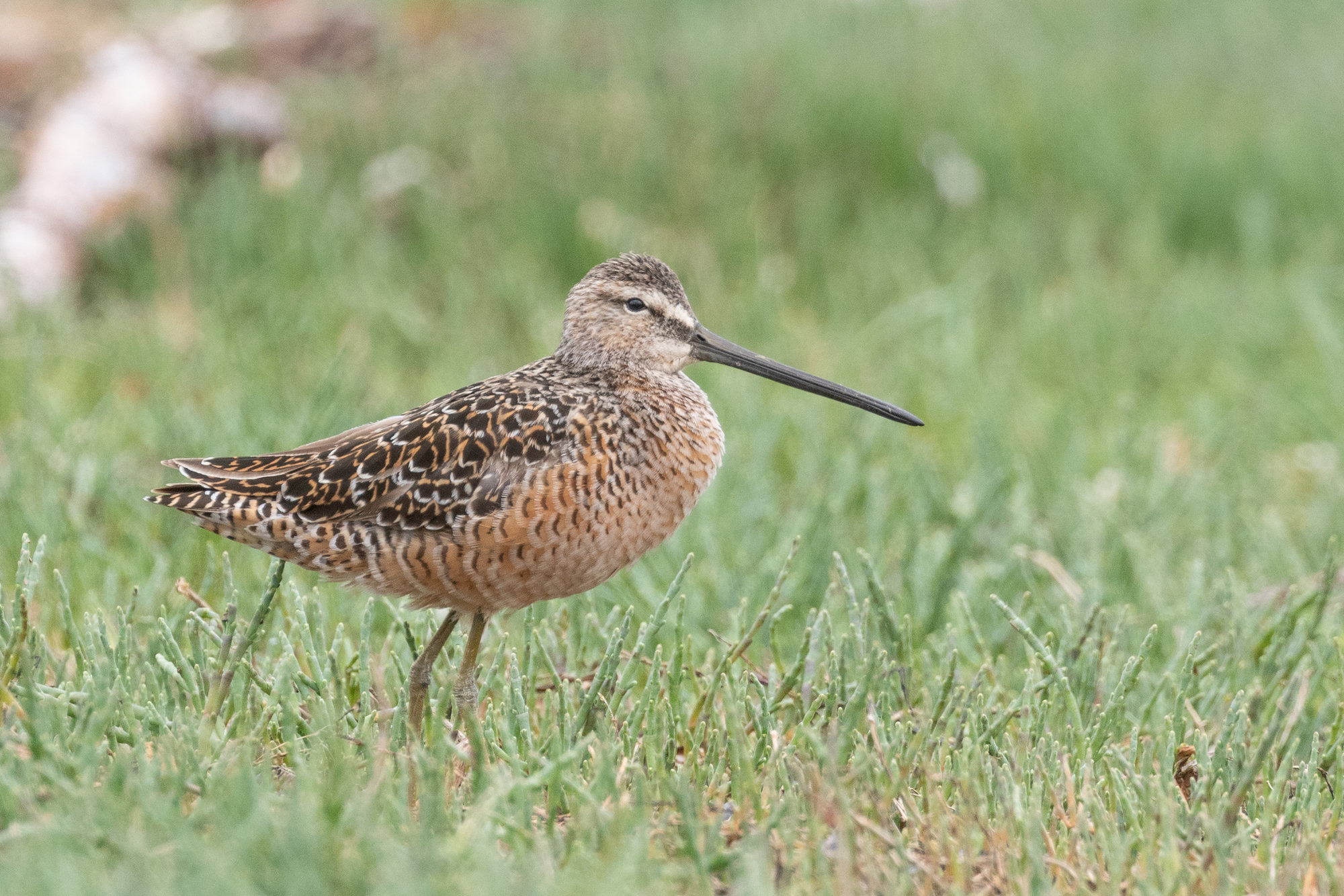 A long-billed dowitcher standing on short green grass, its long straight bill and mottled cinnamon plumage in soft light.