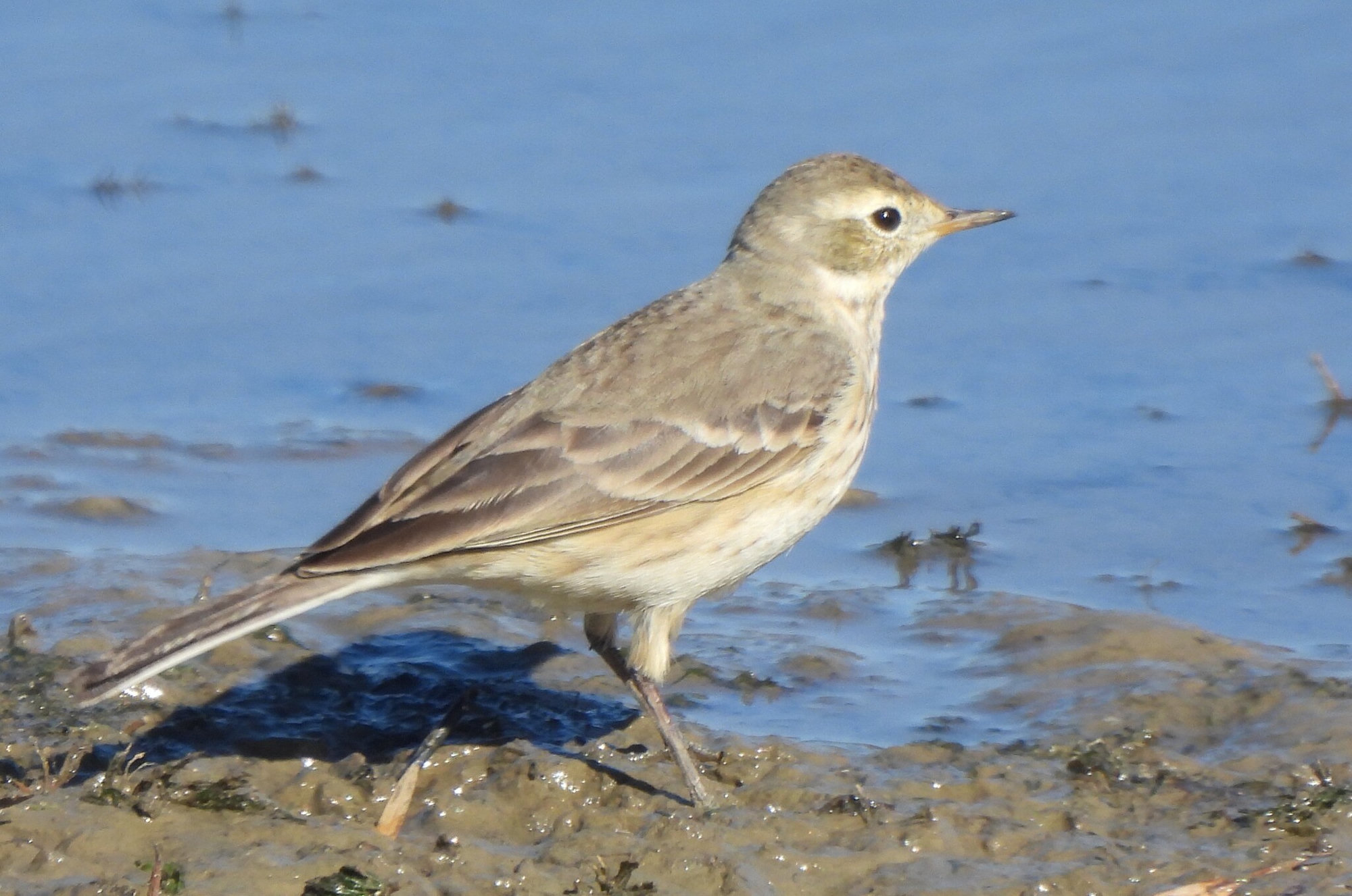 An American pipit walking along a muddy shoreline, a slender grey-brown bird with a pale eyebrow, a buff breast with fine streaks and a thin bill.