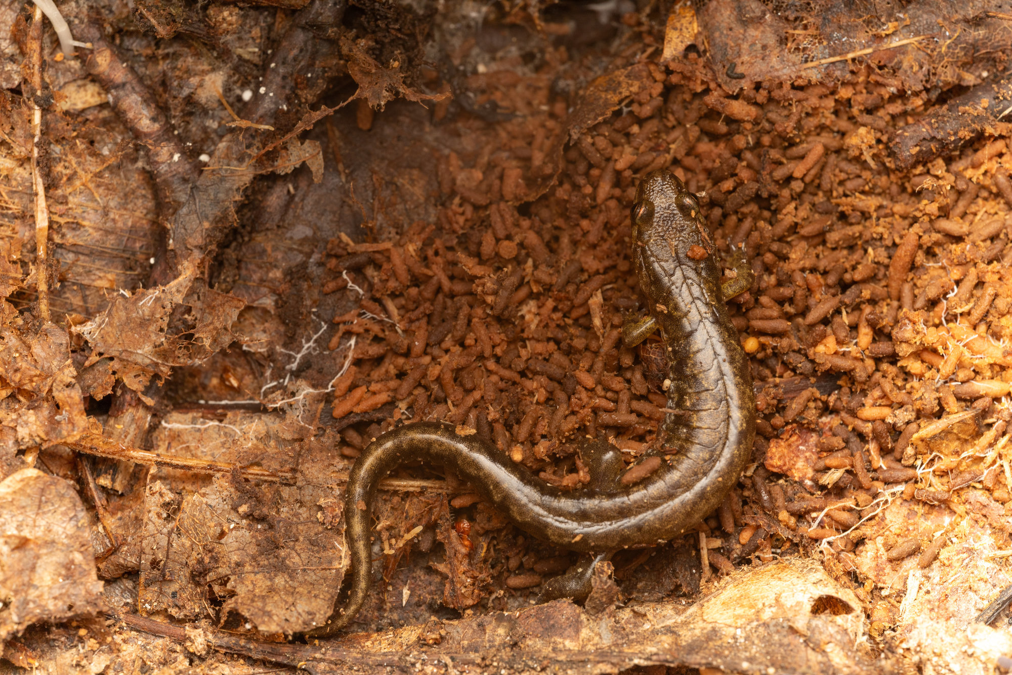A seepage salamander in damp leaf litter in Georgia, tiny and slender, with a coppery stripe down its back.
