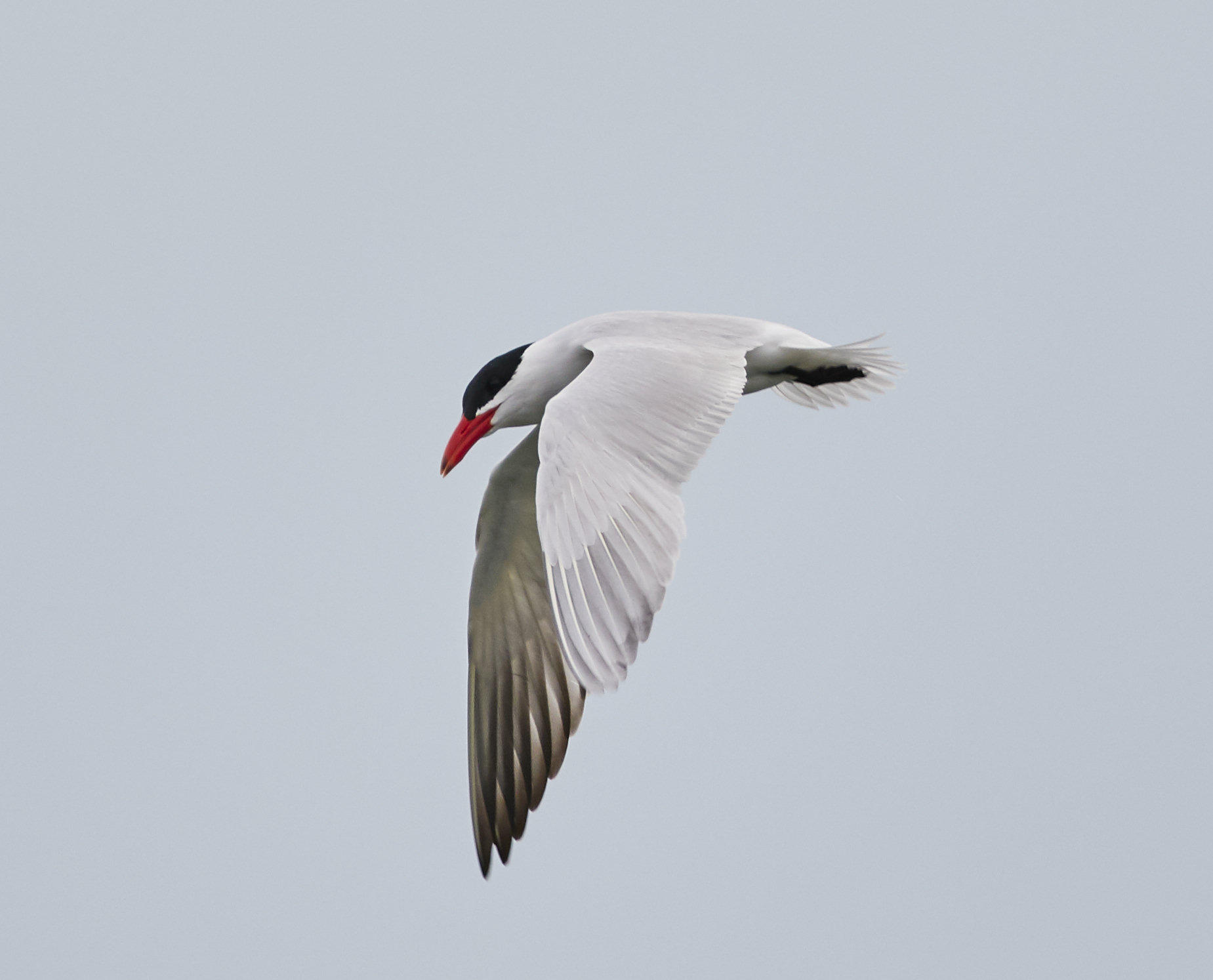 A Caspian tern in flight against a pale sky, its thick blood-red bill and black cap sharp.