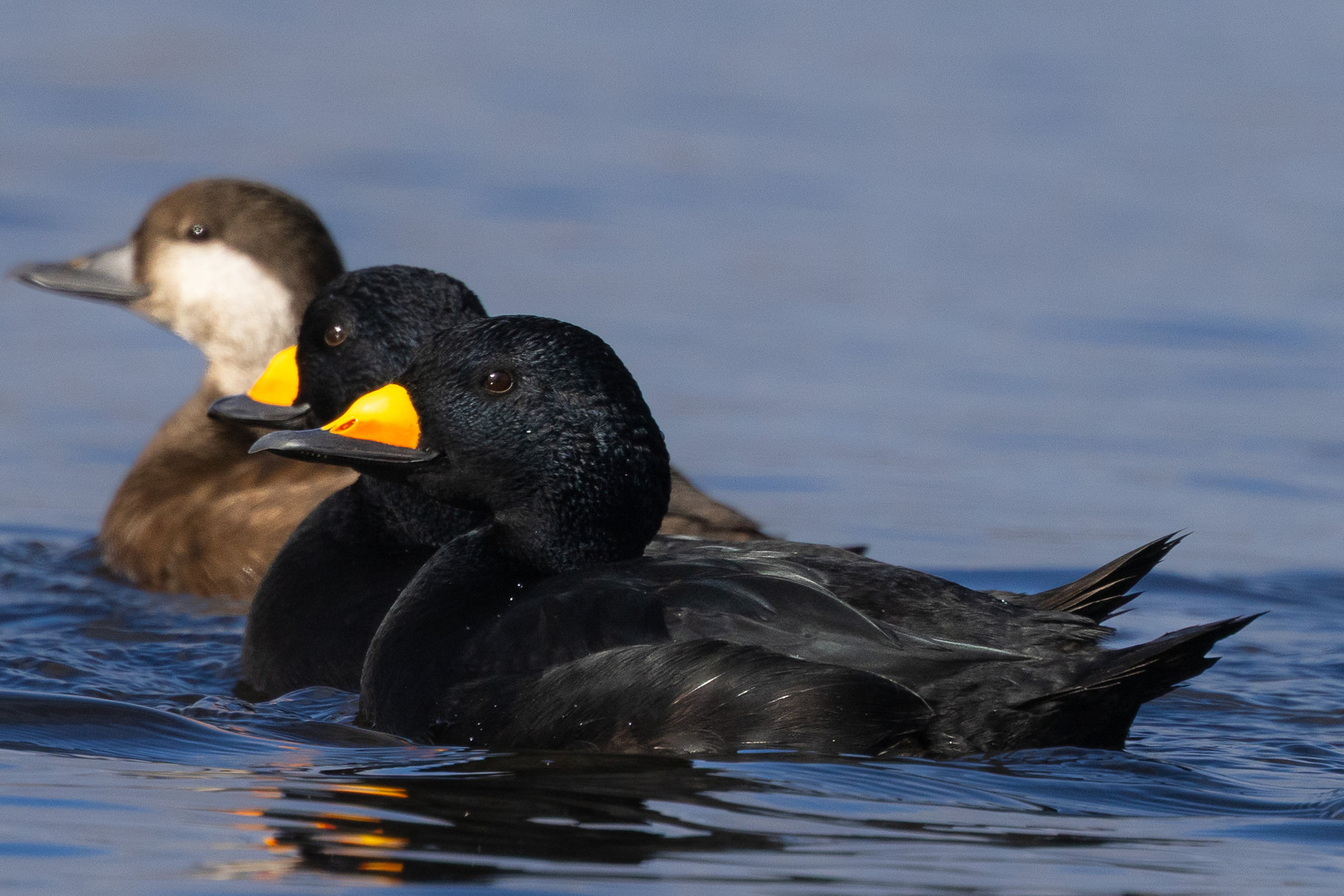 Two male black scoters with bright yellow-orange bill knobs swimming beside a brown female on blue water.
