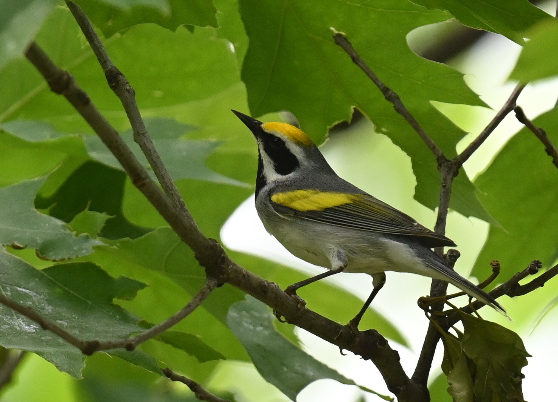 A male golden-winged warbler perched among oak leaves, grey with a yellow crown, a bold yellow wing patch, a black mask and a black throat.