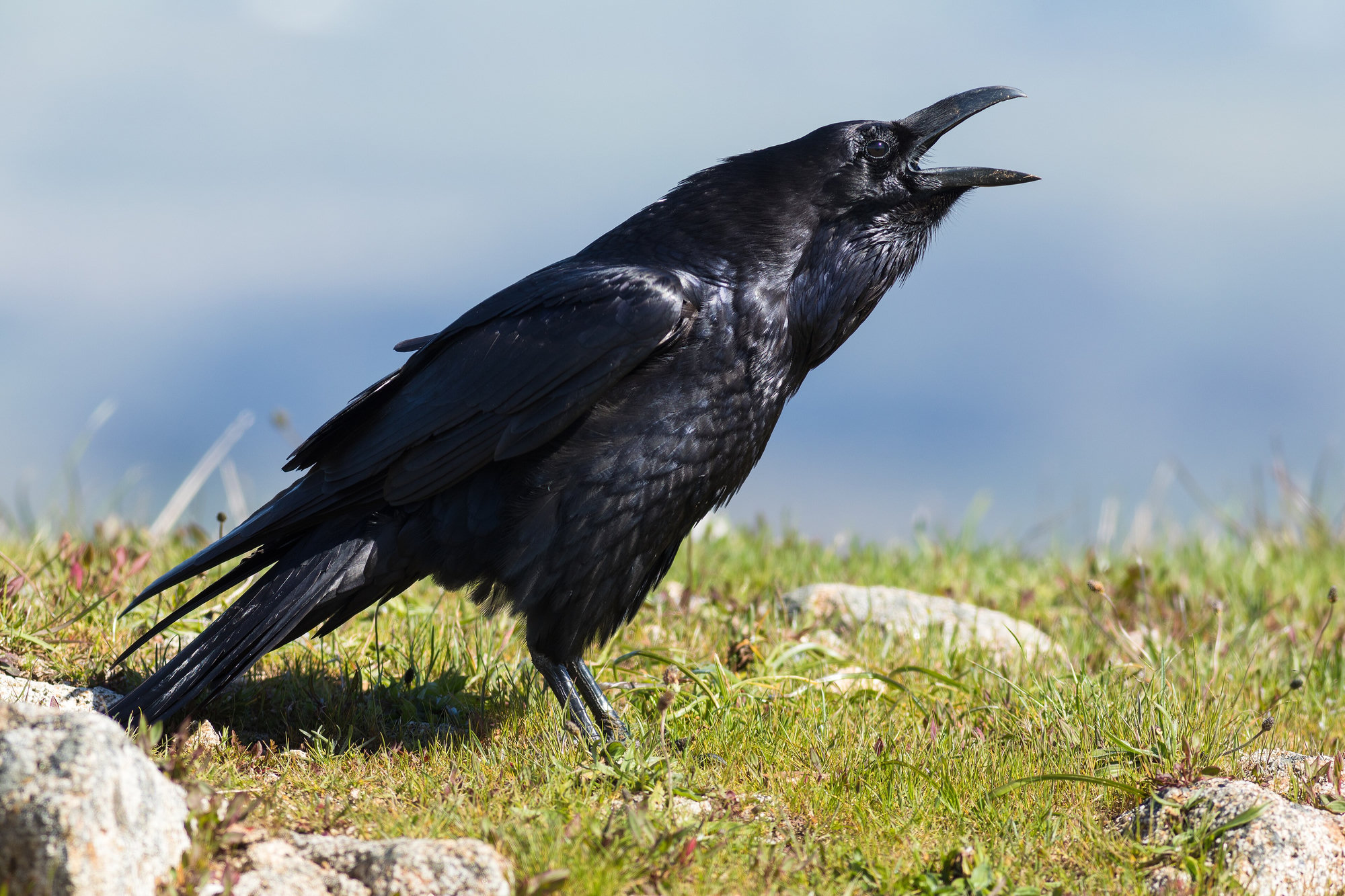 A common raven calling from a grassy clifftop, large and glossy black with shaggy throat feathers and a massive, arched bill.