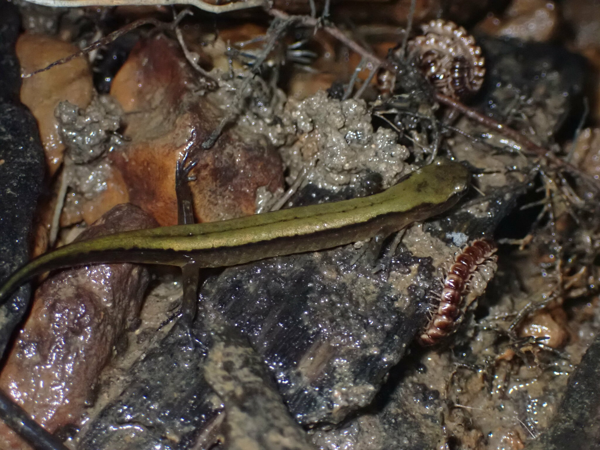 A brownback salamander among wet stones and debris, slender and olive-brown with a dark line along its side.