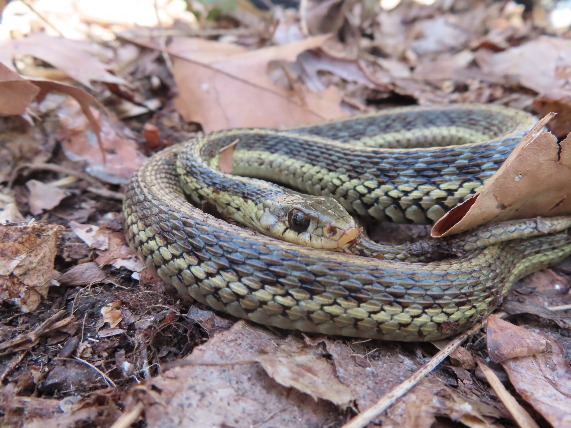 An eastern garter snake coiled in dry leaves, its dark, checkered body lined with pale greenish stripes.