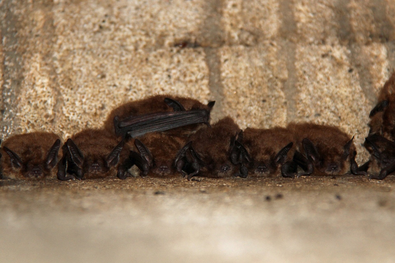 A row of big brown bats packed side by side in a crevice, one with a wing half unfolded.