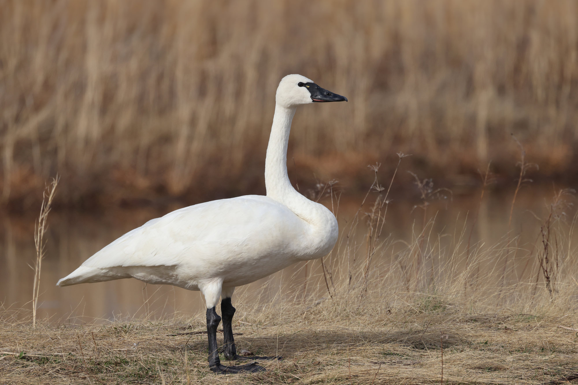 A tundra swan standing at the edge of a marsh, white against dry brown reeds, its black bill in profile.