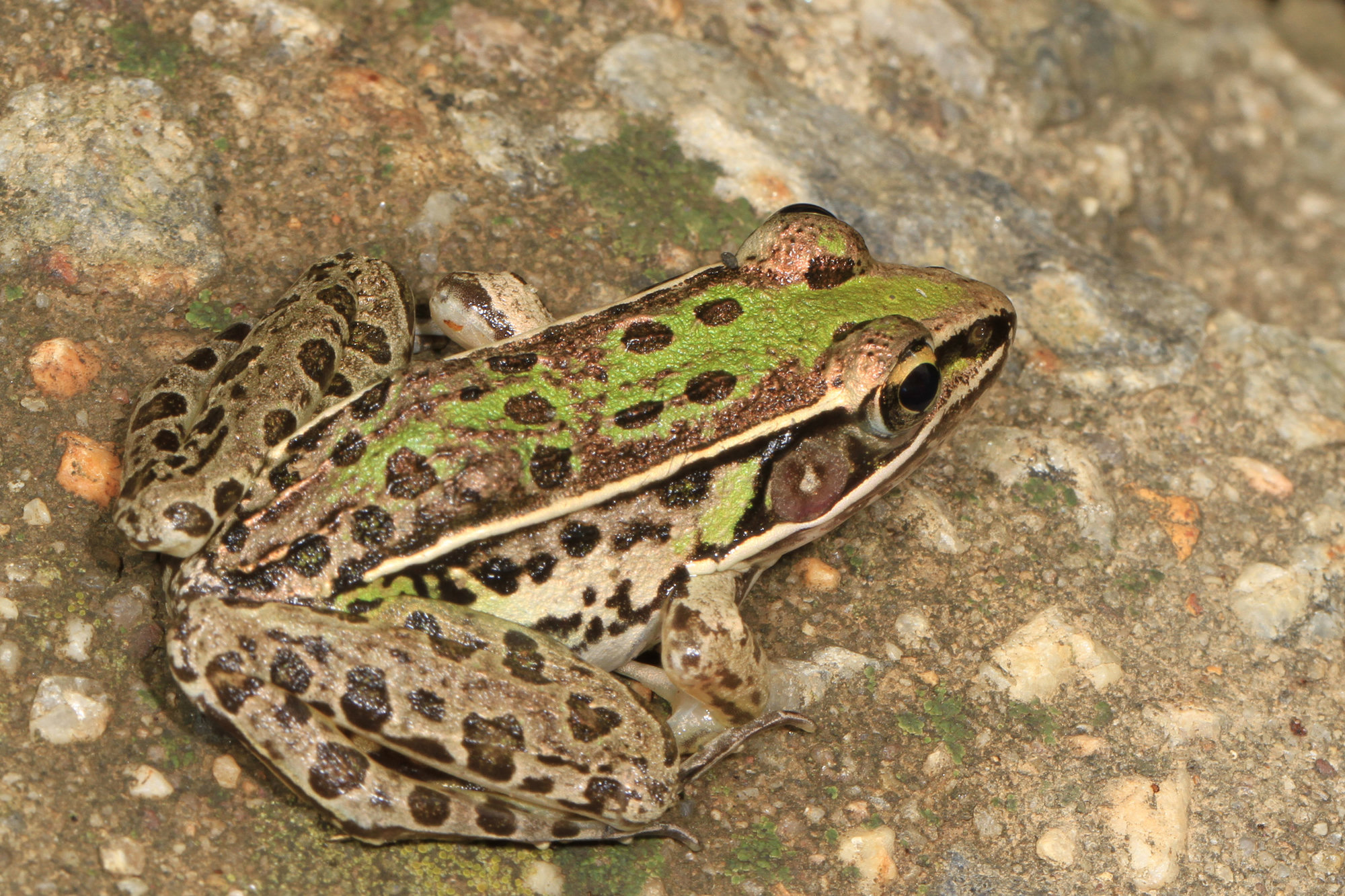 A southern leopard frog on a rock, green and brown with rounded dark spots and pale ridges along its back.