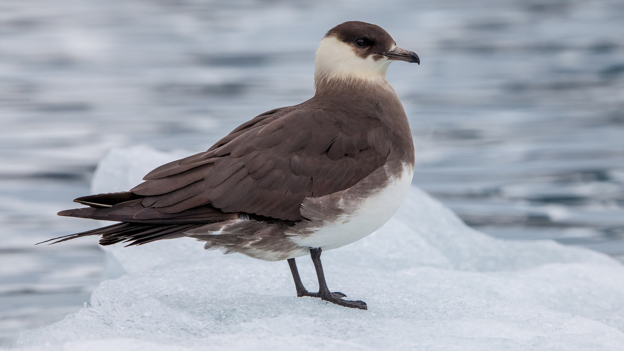 A parasitic jaeger standing on ice beside grey water, its dark cap, pale neck and slim pointed wings in profile.