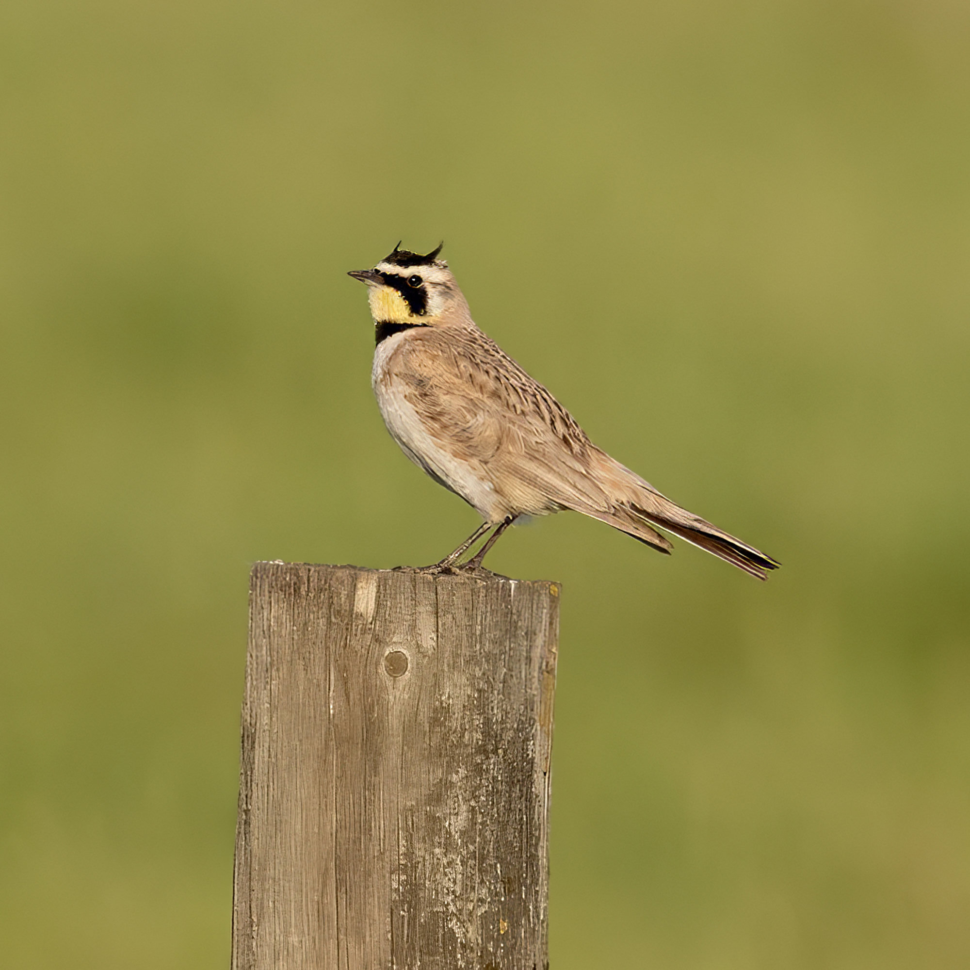 A male horned lark perched on a fence post, sandy brown with a yellow face, a black mask and breast band and two small black feather tufts raised like horns.