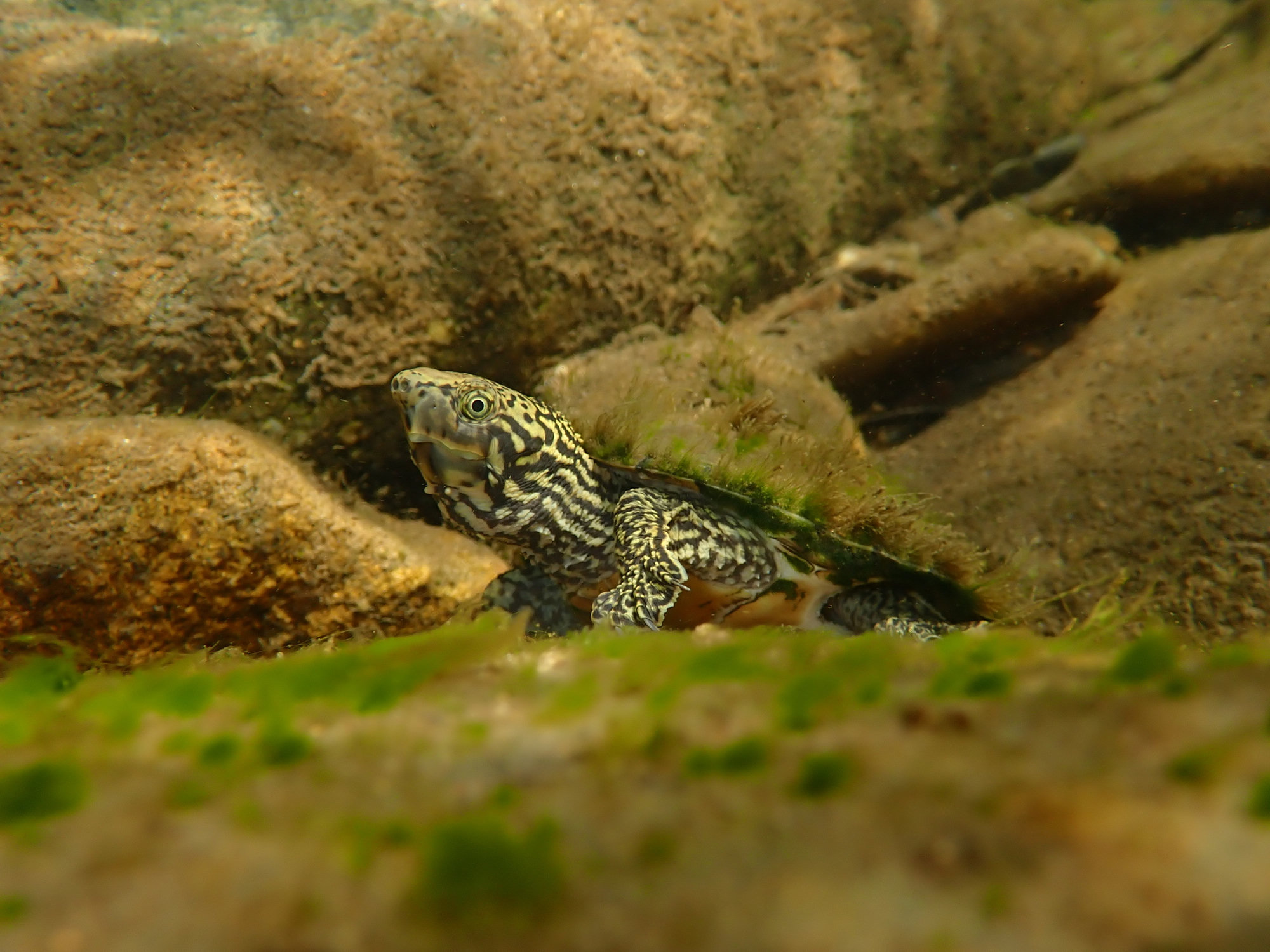 A stripe-necked musk turtle on the rocky bed of a clear stream, its head and neck marked with dark stripes.