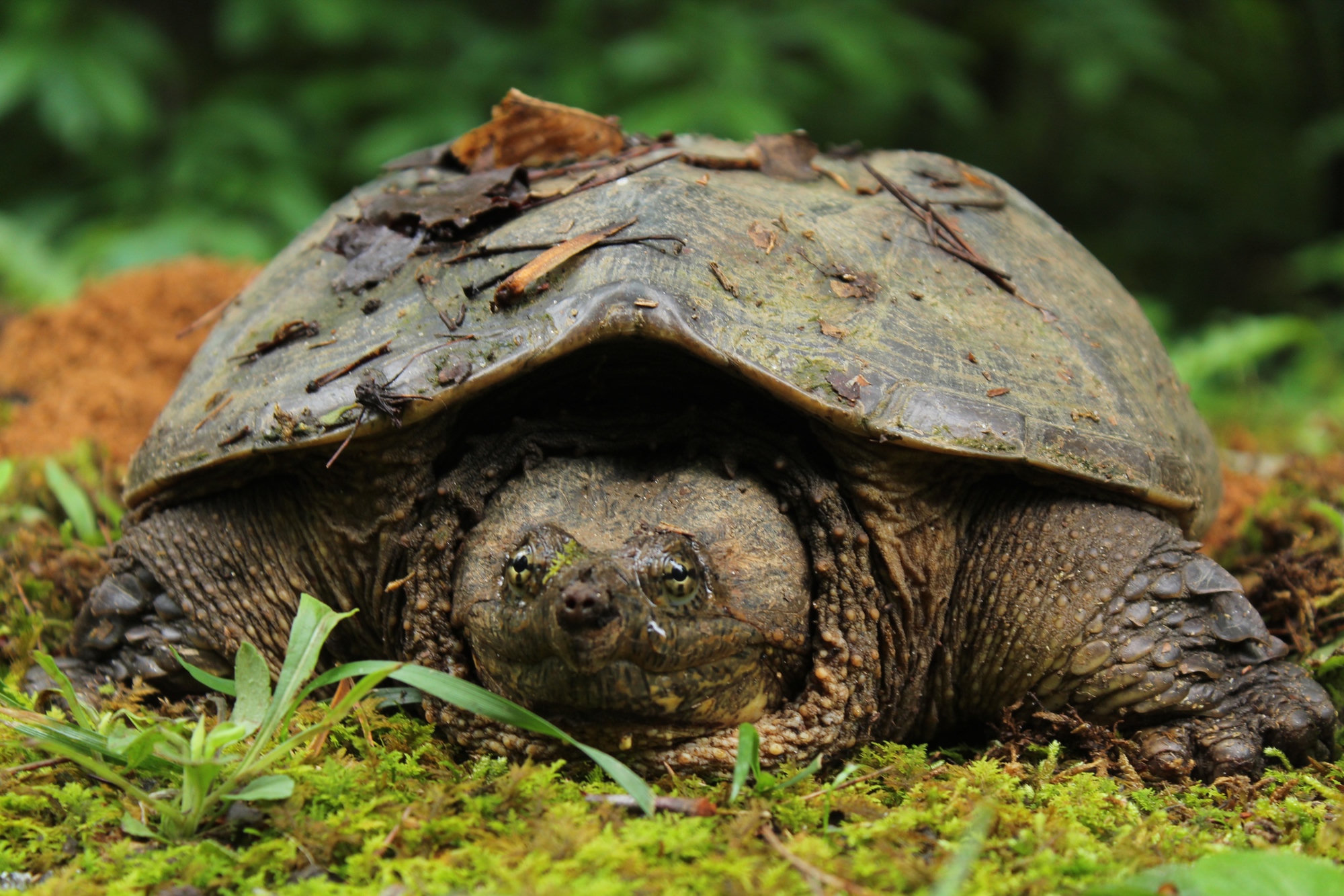 A common snapping turtle resting on moss, its broad head facing the camera under a rough, leaf-strewn shell.