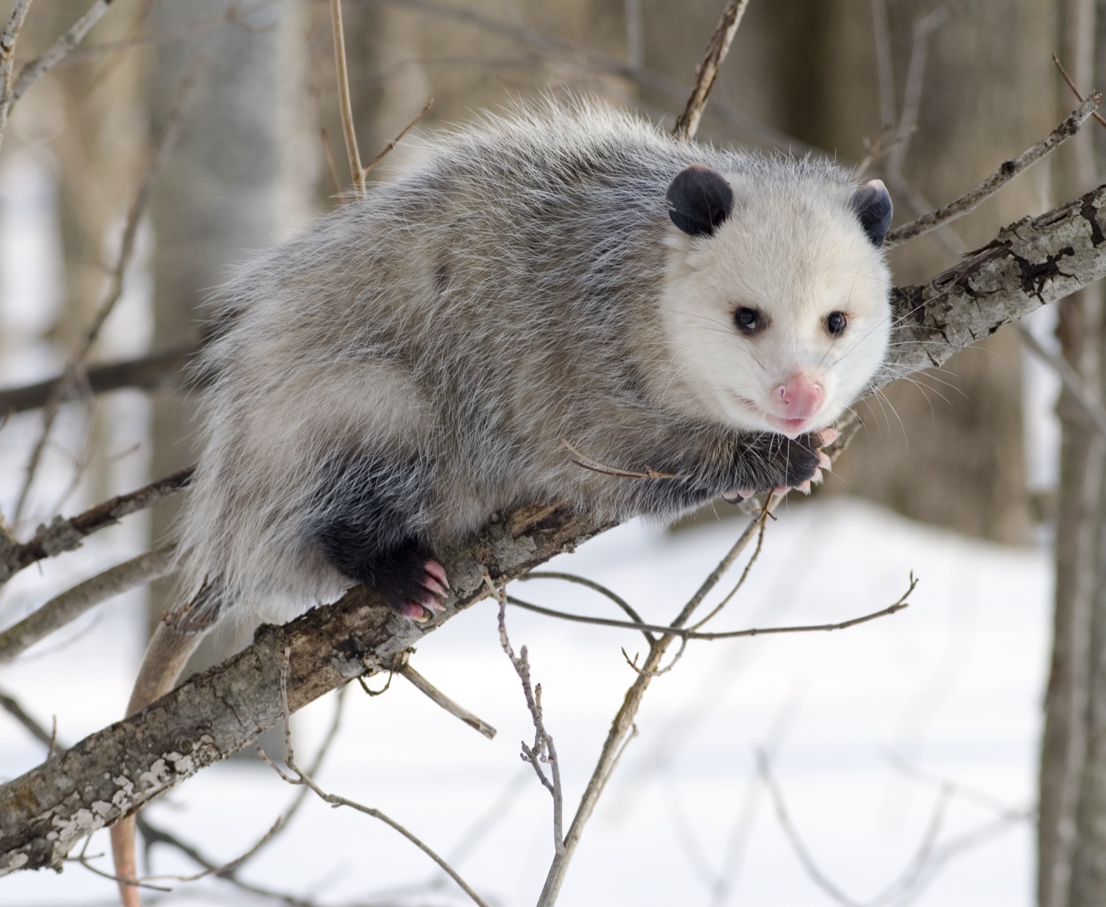 A Virginia opossum resting on a bare branch in winter, thick pale coat, mouth closed.