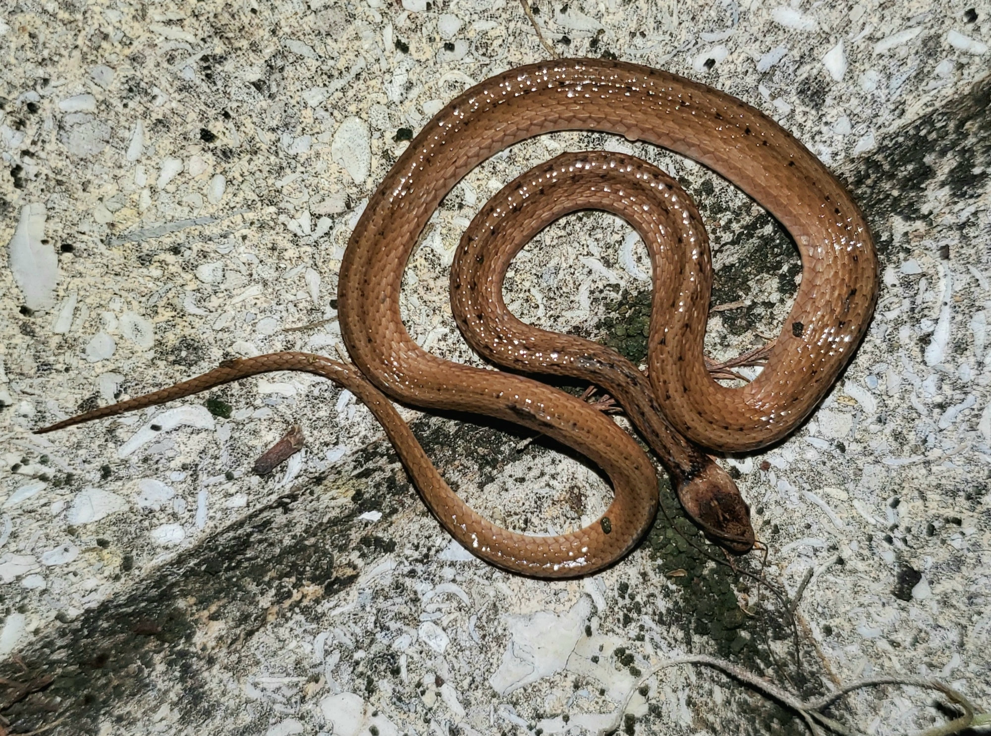 A Florida brownsnake coiled on pale concrete, small and reddish-brown, with a pale band across the back of its head.
