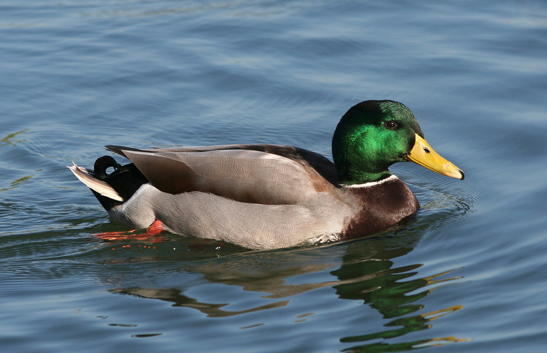 A male mallard swimming on calm blue water, his glossy green head, white collar and yellow bill in profile.