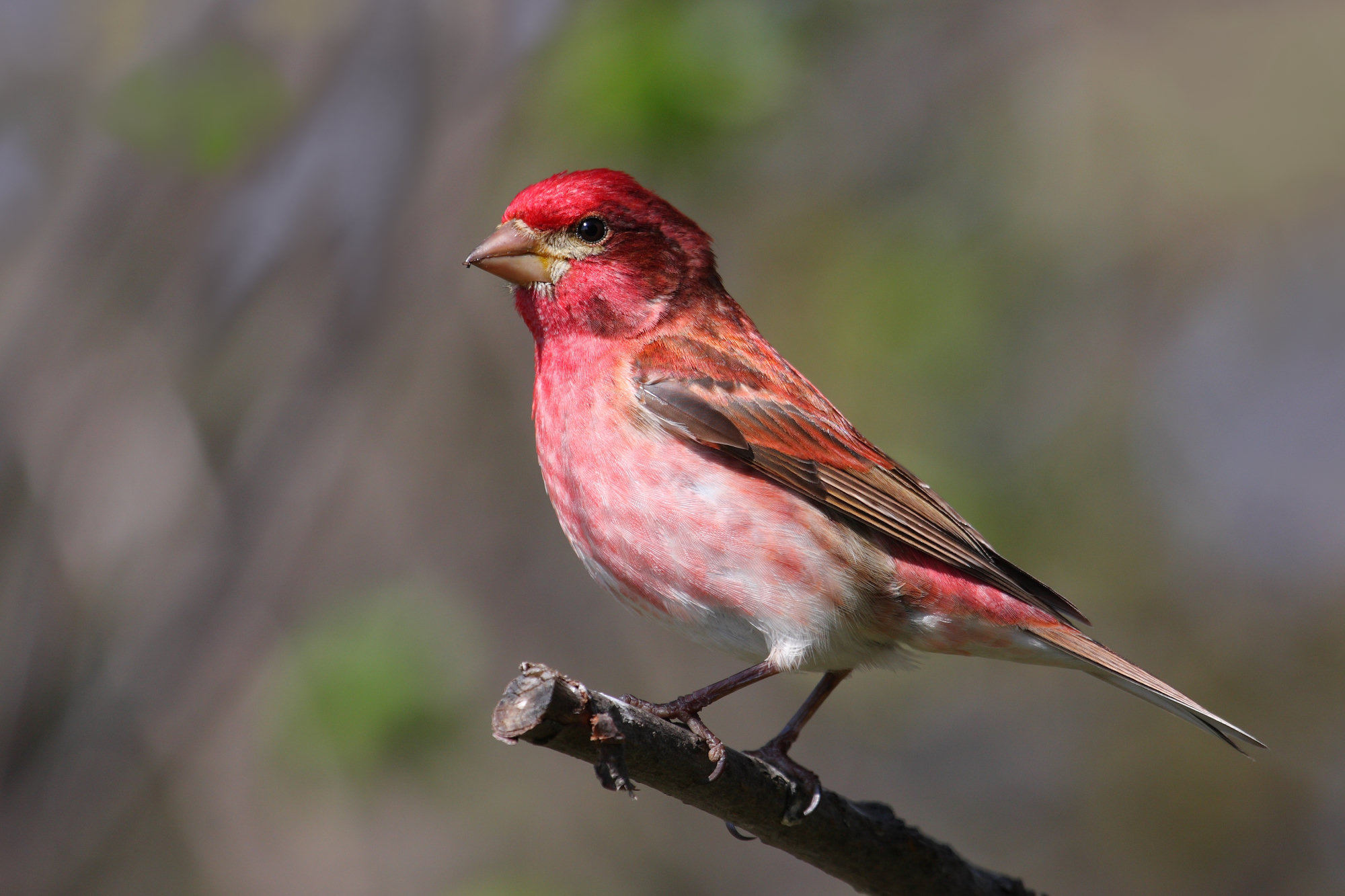 A male purple finch perched on a twig, washed all over with raspberry red, deepest on the head, with brown streaks on its back and a notched tail.