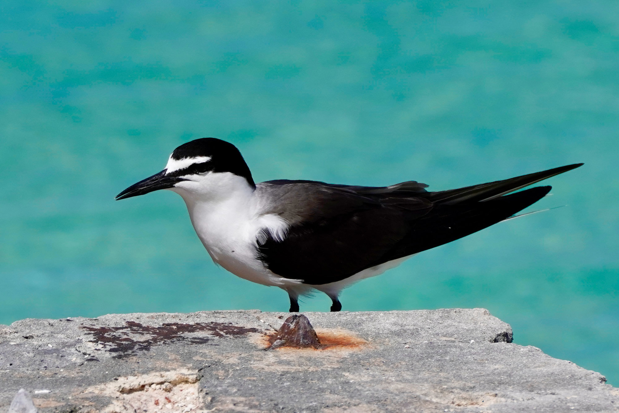 A bridled tern standing on a stone ledge above turquoise water, its dark back, black cap and white eyebrow stripe crisp.