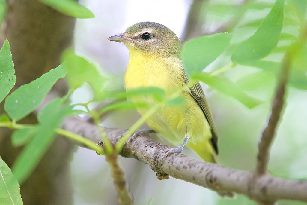 A Philadelphia vireo perched among leaves, olive-grey above with a pale yellow throat and breast, a dark line through the eye and a white stripe above it.