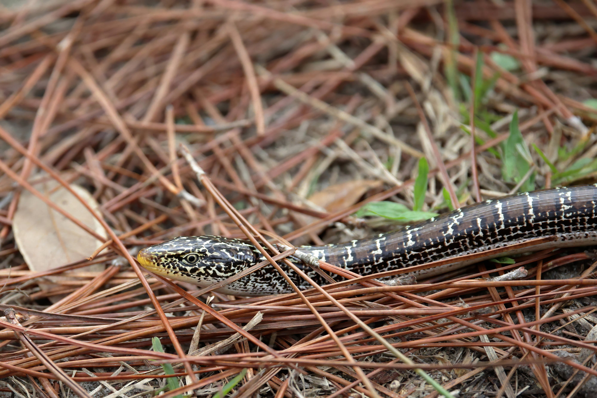 A slender glass lizard gliding over pine needles, legless and long, patterned with dark stripes and pale flecks.