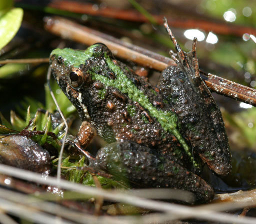 A southern cricket frog among moss and pine needles, warty and brown with a bright green stripe down its back.