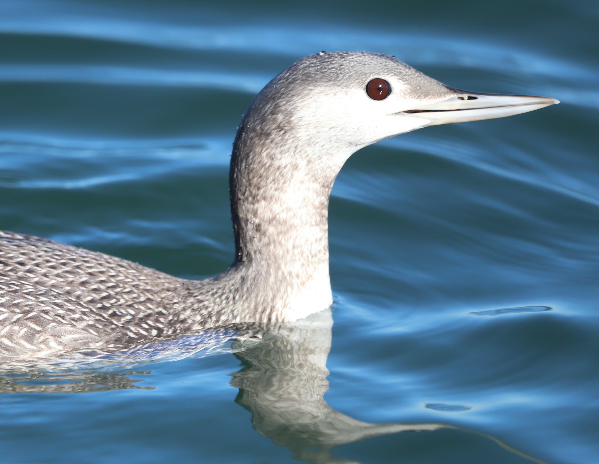 A red-throated loon swimming on blue water, its slim upturned bill, pale grey head and red eye close in view.
