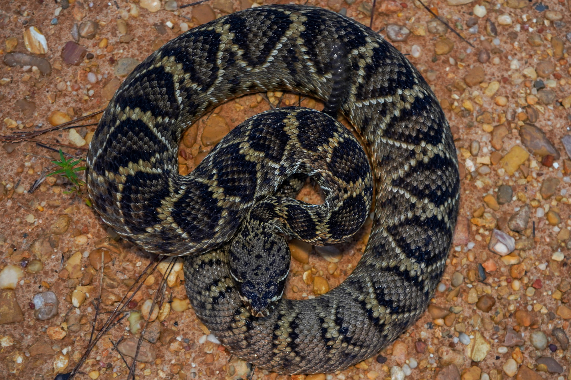 An eastern diamondback rattlesnake coiled on the ground, its thick body patterned with dark diamonds outlined in cream.