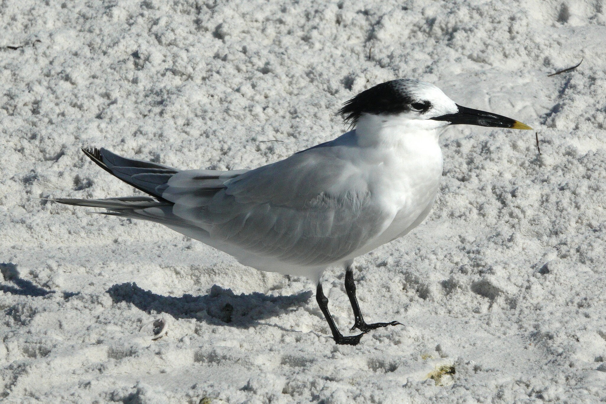 A Sandwich tern standing on pale sand, its slim black bill tipped with yellow and its shaggy black crest in profile.
