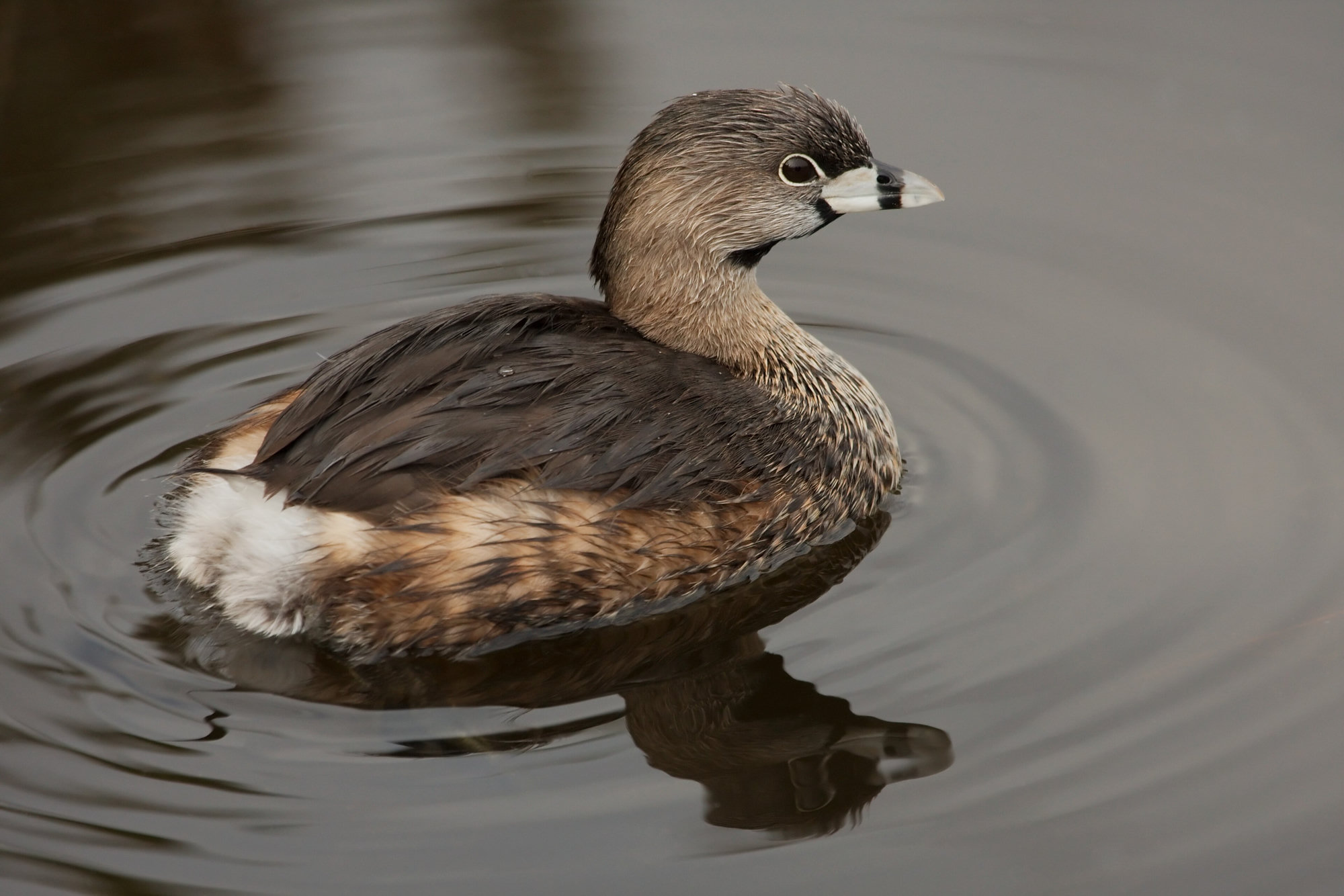 A pied-billed grebe in breeding plumage swimming on still water, its thick pale bill crossed by a black band.