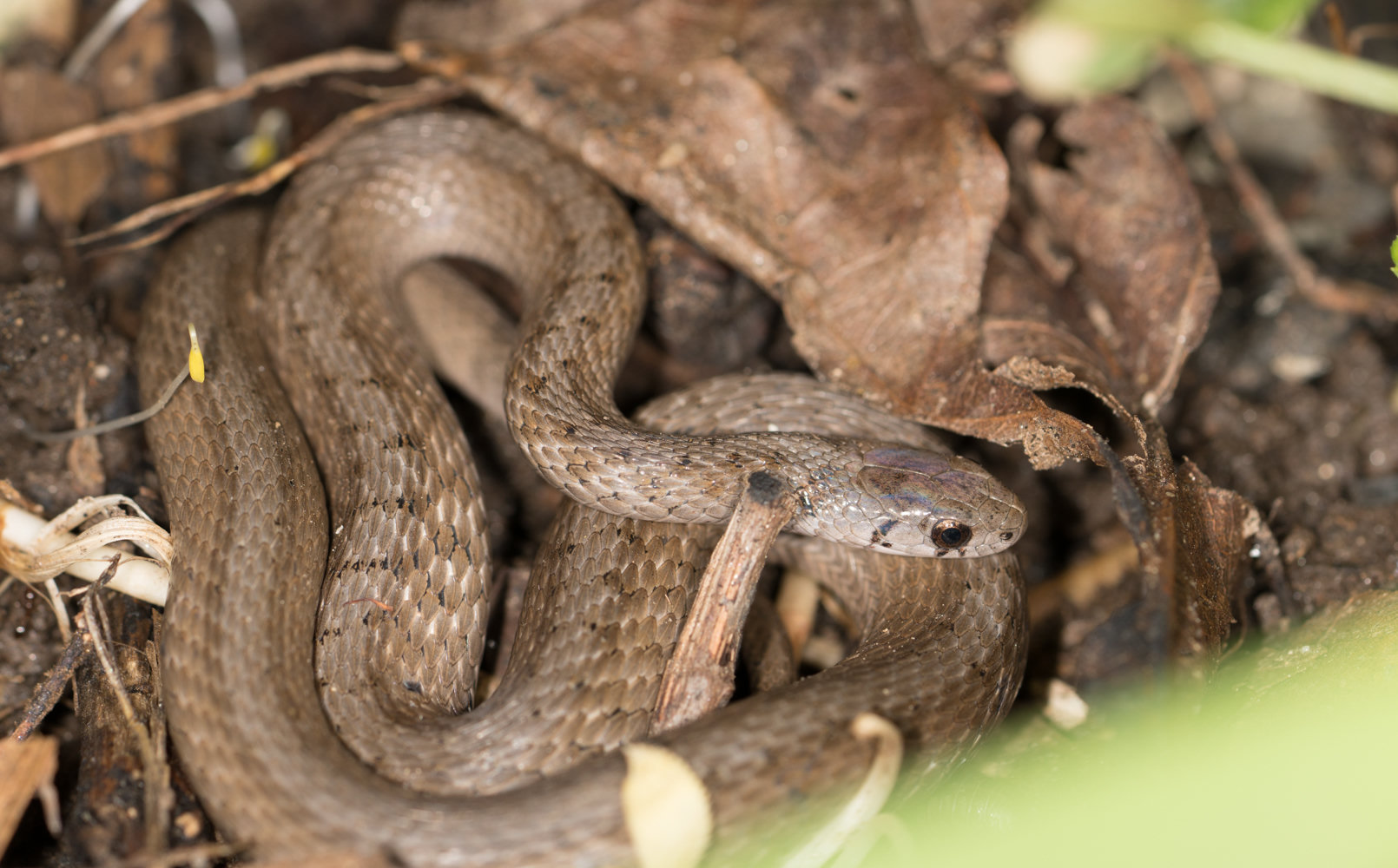 A DeKay's brownsnake, brown with rows of small dark spots, coiled among dead leaves.