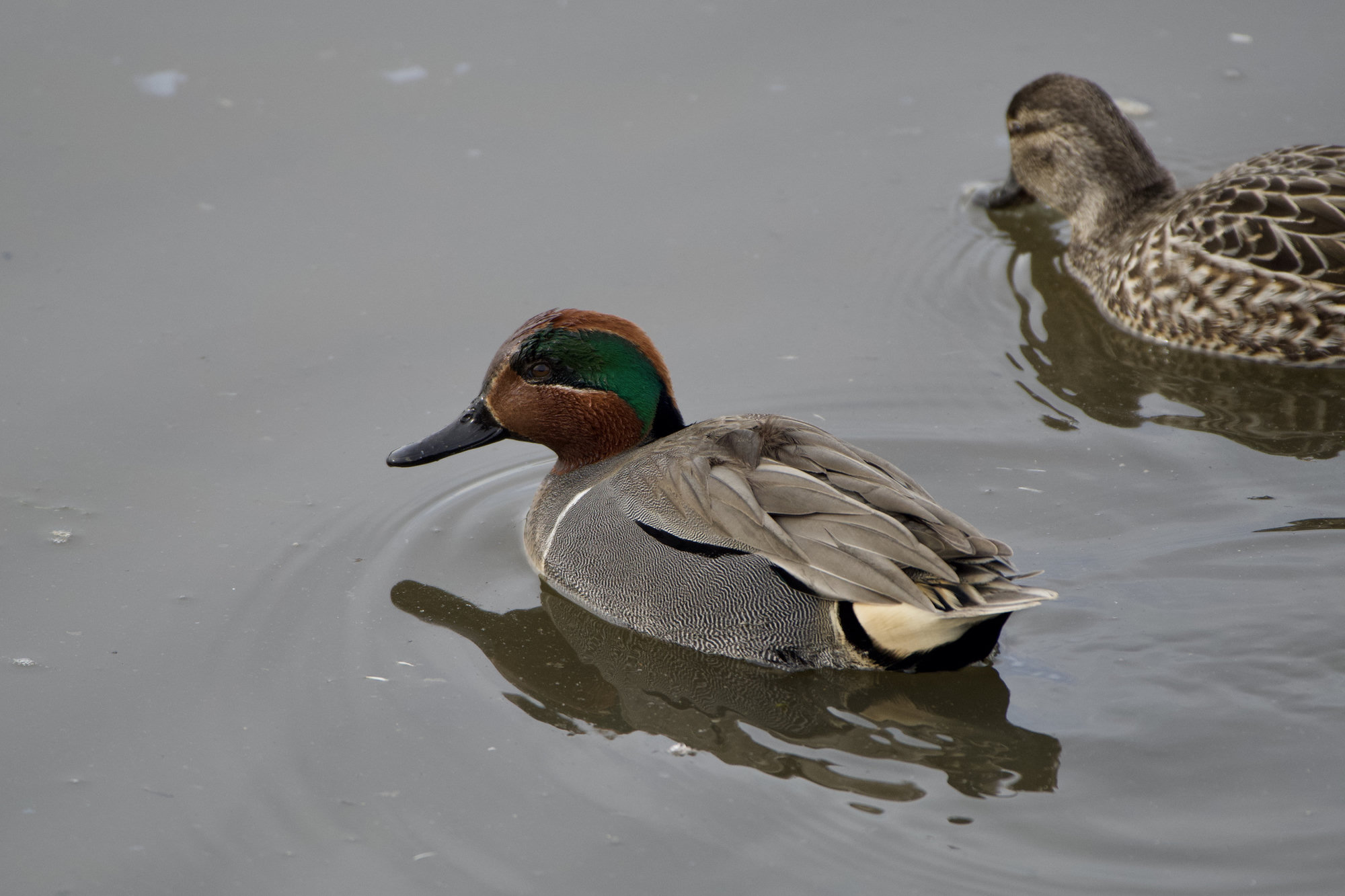 A male green-winged teal swimming on grey water, his chestnut head with its green eye band and white shoulder bar showing, a female behind.