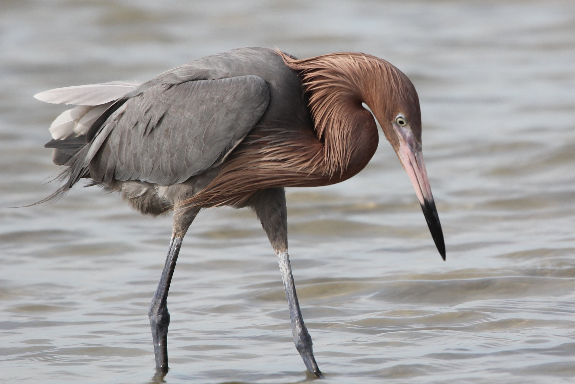 A dark reddish egret striding through shallow water, slate-grey with a shaggy rust-red head and neck and a pink bill tipped with black.
