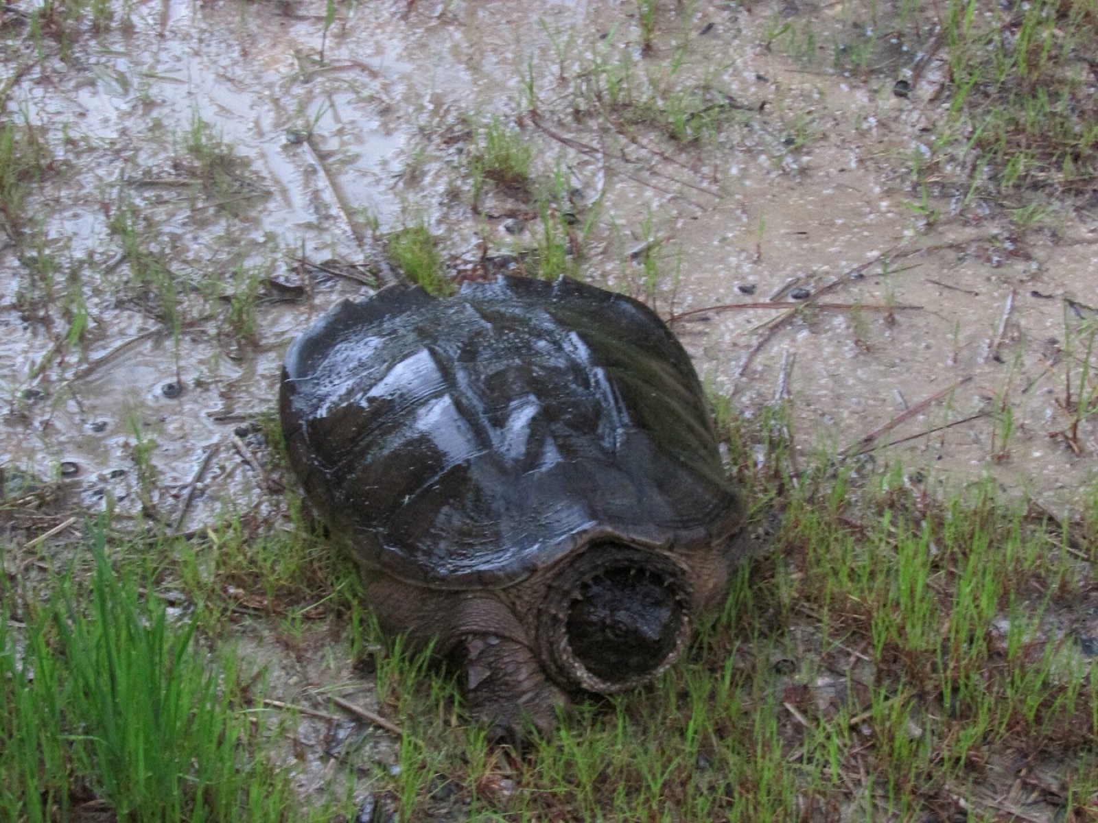 A common snapping turtle walking over wet sandy ground beside grass, its long tail and ridged shell visible.