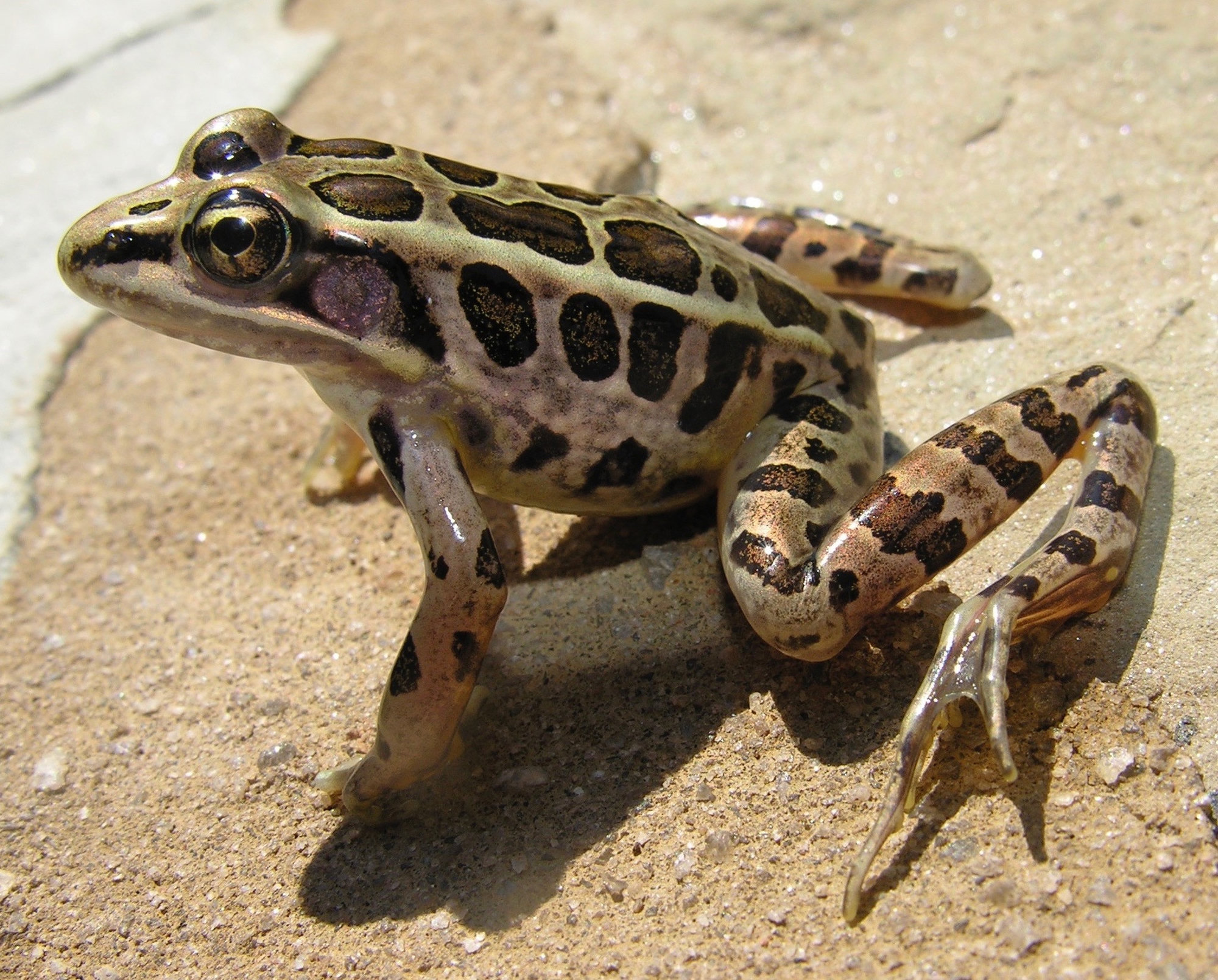A pickerel frog on sand in Georgia, tan with two rows of squarish dark brown spots down its back.