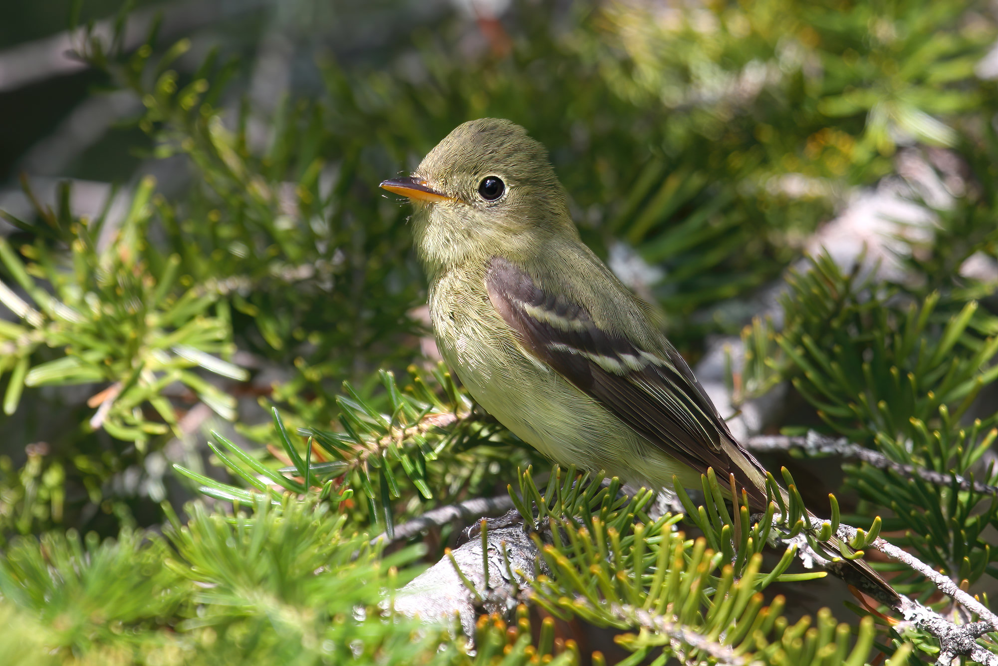 A yellow-bellied flycatcher perched among spruce needles, olive-green above with a yellowish throat and belly, a pale eye-ring and two white wing bars.