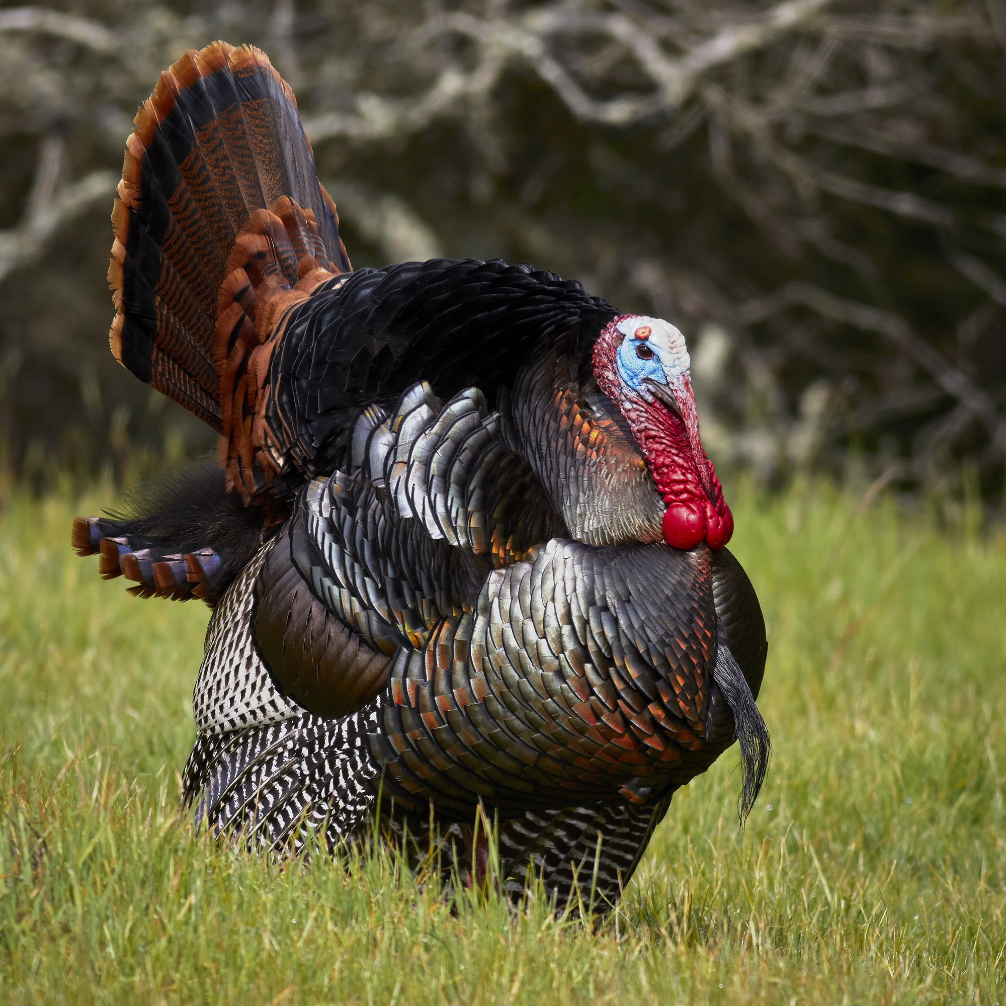 A male wild turkey displaying on grass, his bronze tail fanned and his bare red-and-blue head lowered.