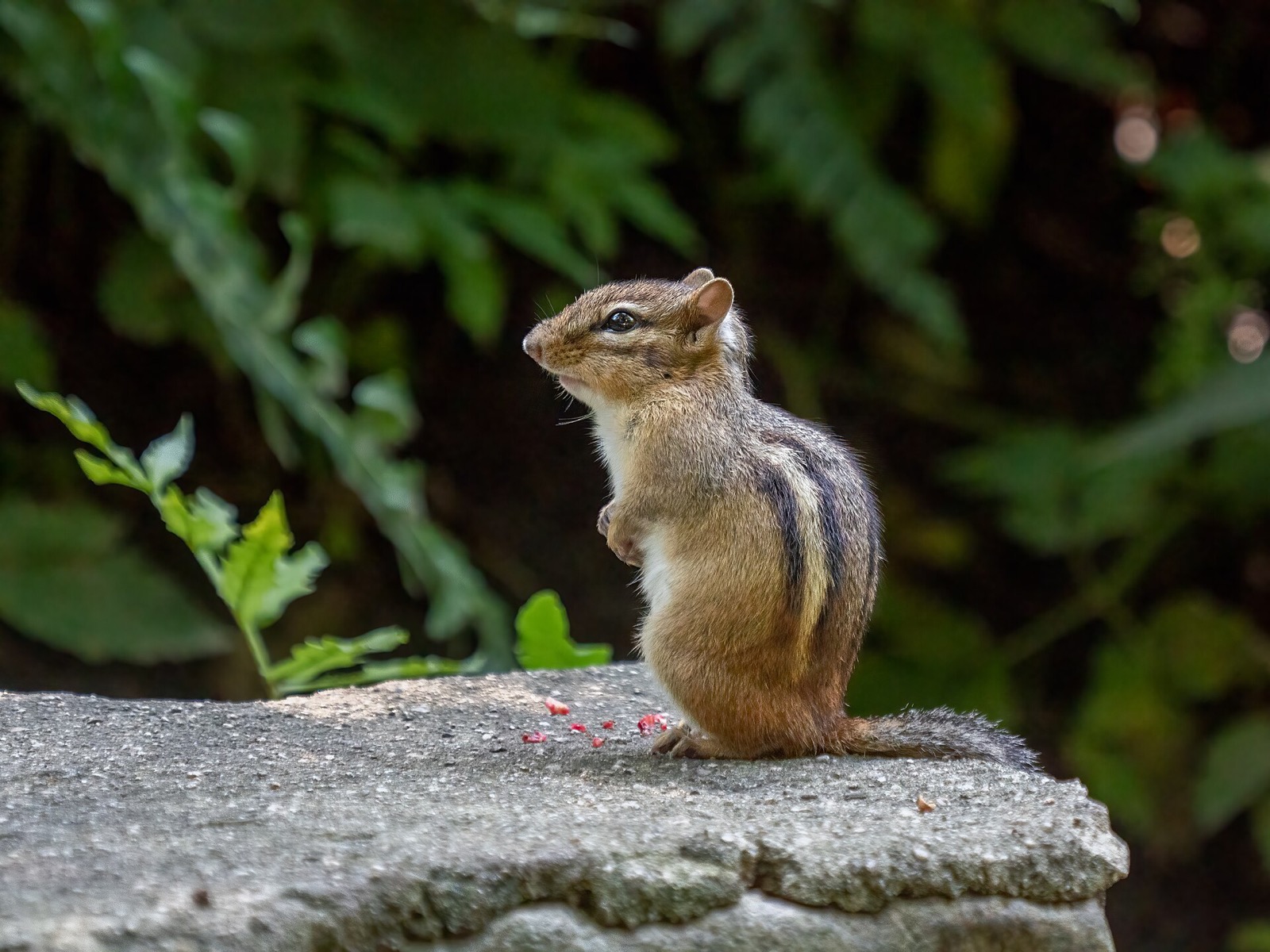 A chipmunk sitting upright on a stone wall, the dark and pale stripes down its back turned to the camera.