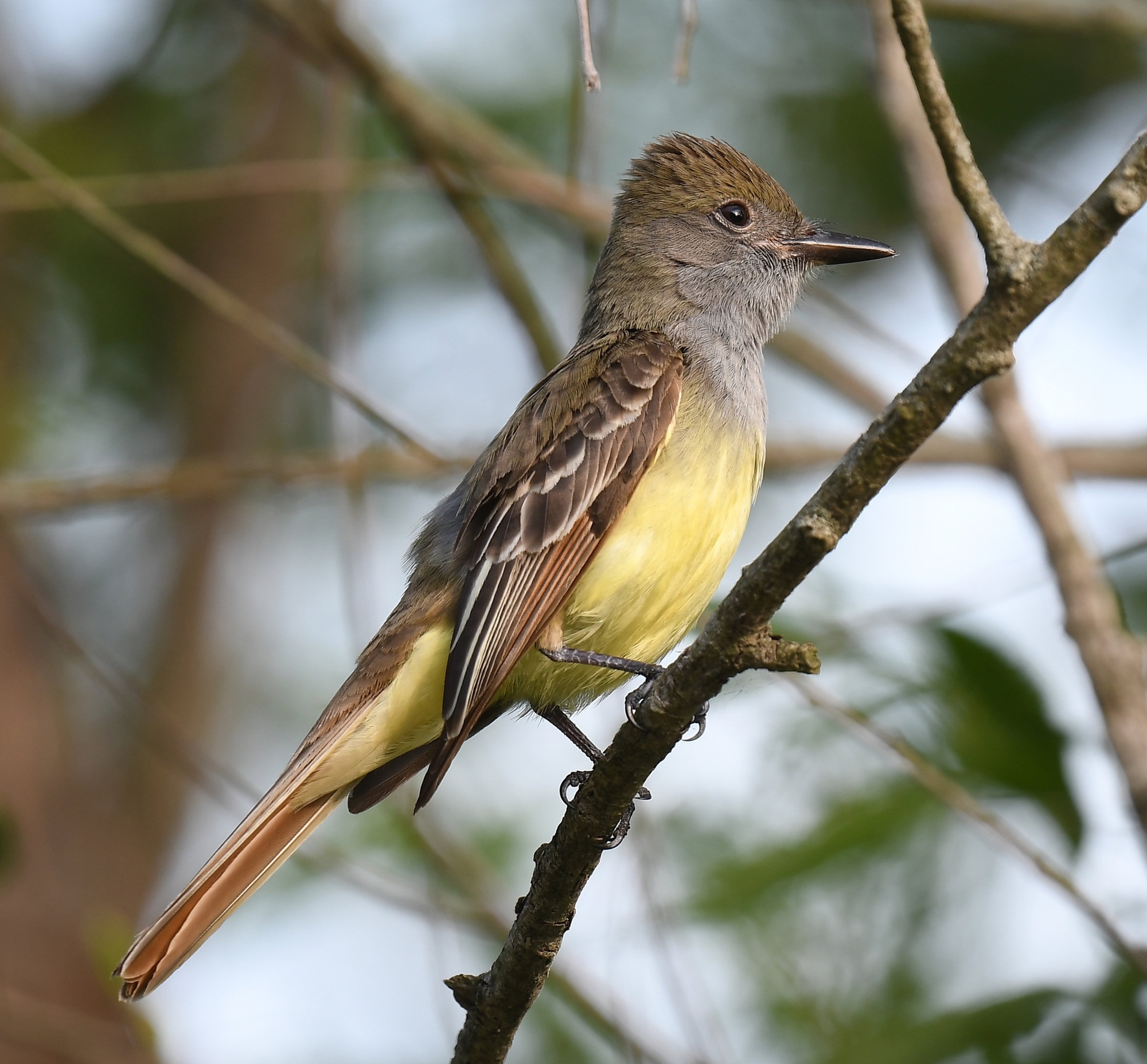 A great crested flycatcher perched on a branch, with a grey throat and breast, a bright lemon-yellow belly, a slightly crested brown head and rufous edges on its wings and tail.