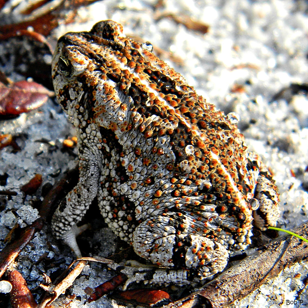 An oak toad sitting on pale sand, tiny and warty, dark grey spotted with orange and marked by a pale stripe down its back.