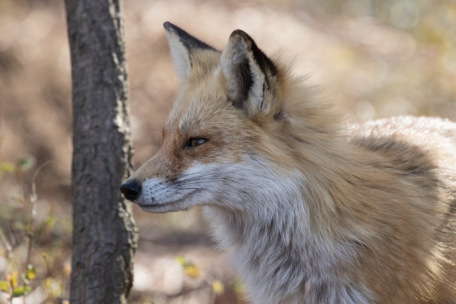 A red fox in profile beside a tree trunk, its ruff and black-backed ears catching low sun.