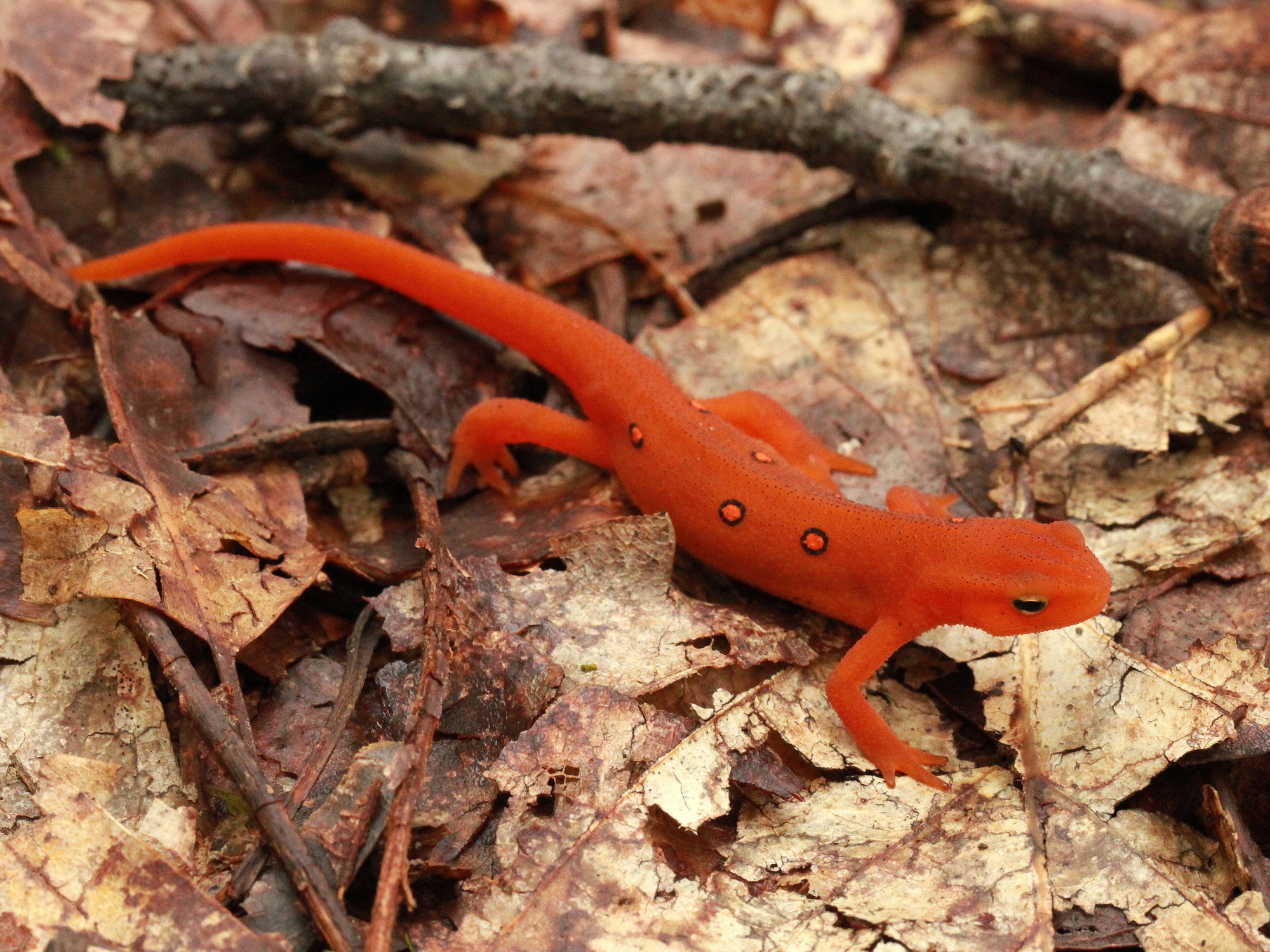 A red eft, the land stage of the eastern newt, walking over dead leaves, bright orange with small red spots ringed in black.