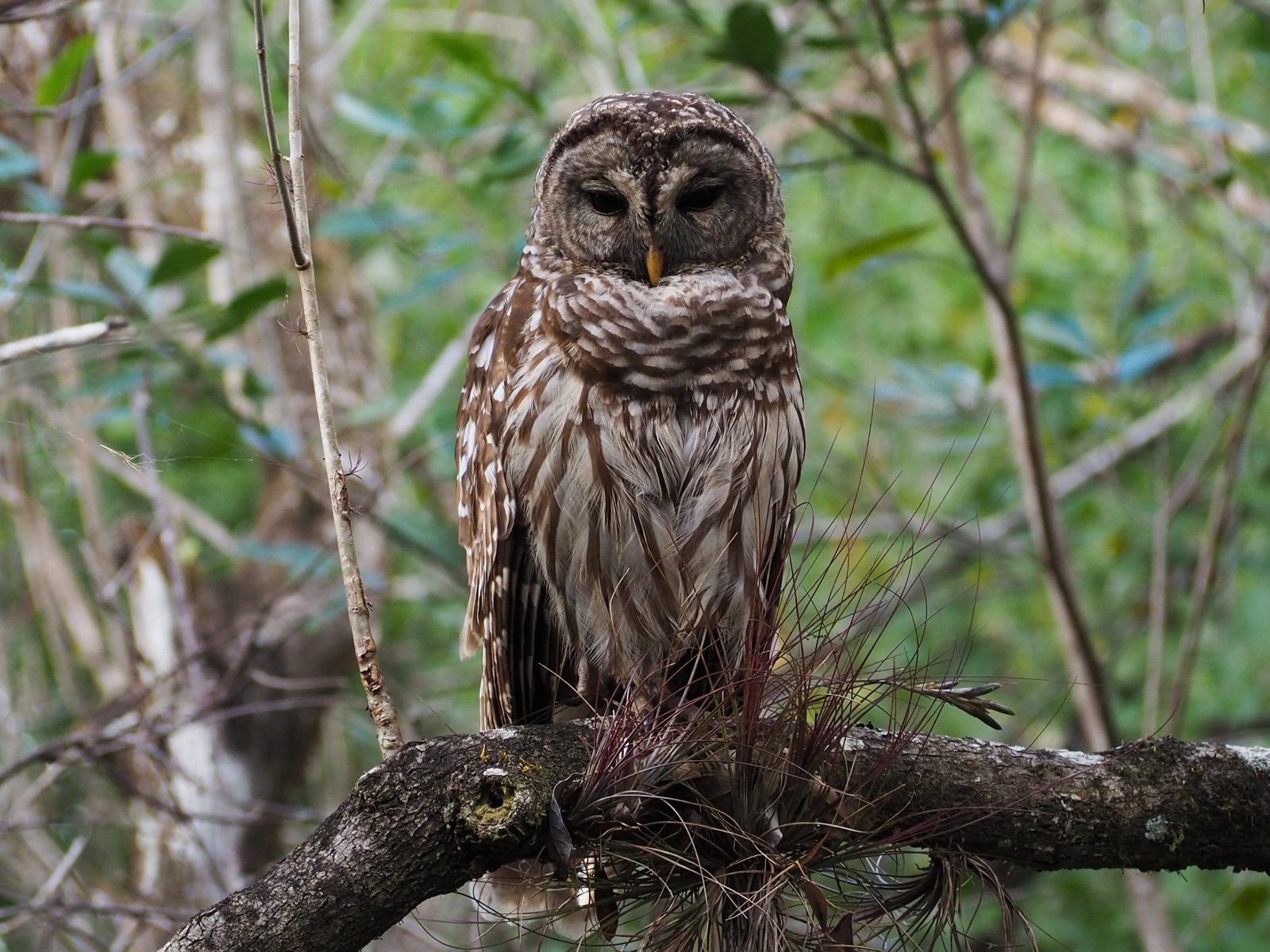 A barred owl perched on a mossy branch in woodland, facing the camera, its chest barred brown and white.