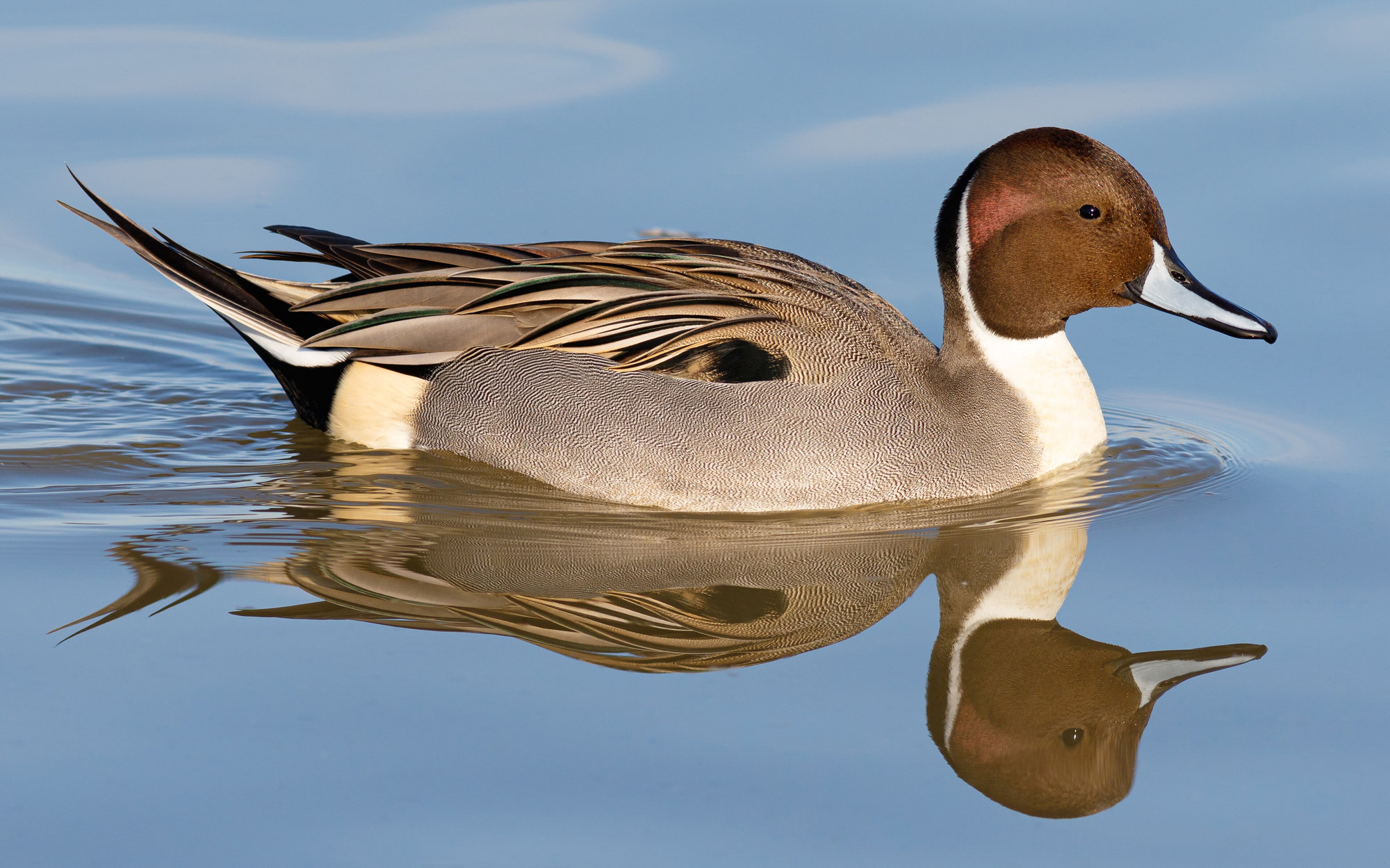 A male northern pintail swimming on blue water, his chocolate head, white neck stripe and long pointed tail reflected below.