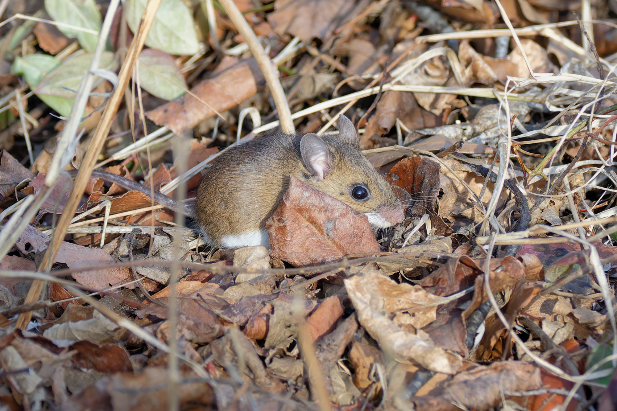 A white-footed mouse among fallen leaves, its brown back, white belly and large dark eyes showing.