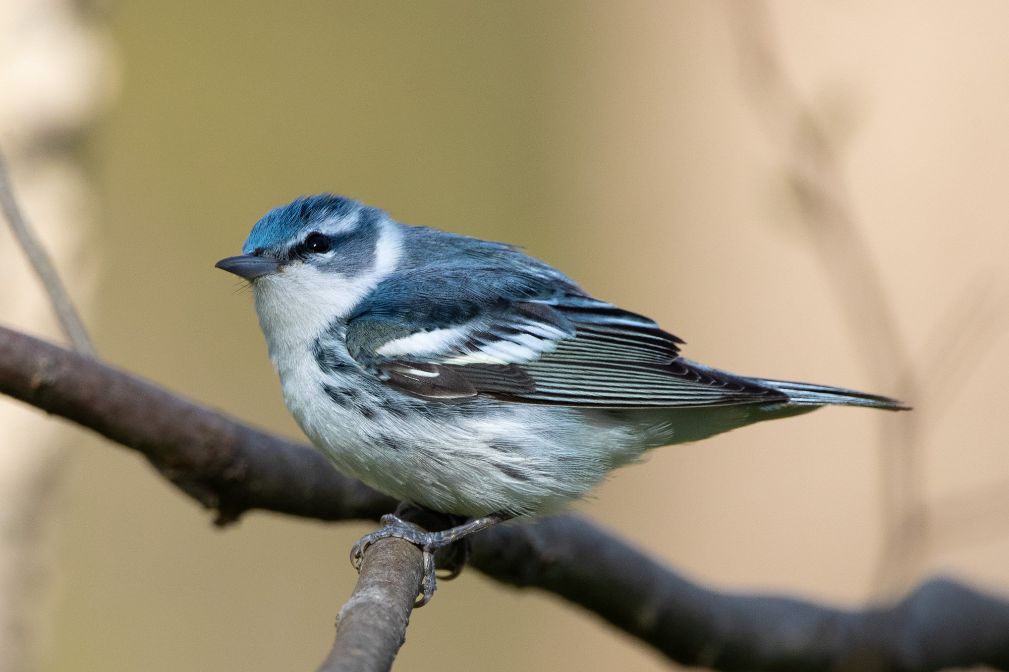 A male cerulean warbler perched on a branch, sky blue above with white underparts, two white wing bars and a thin dark band across its throat.