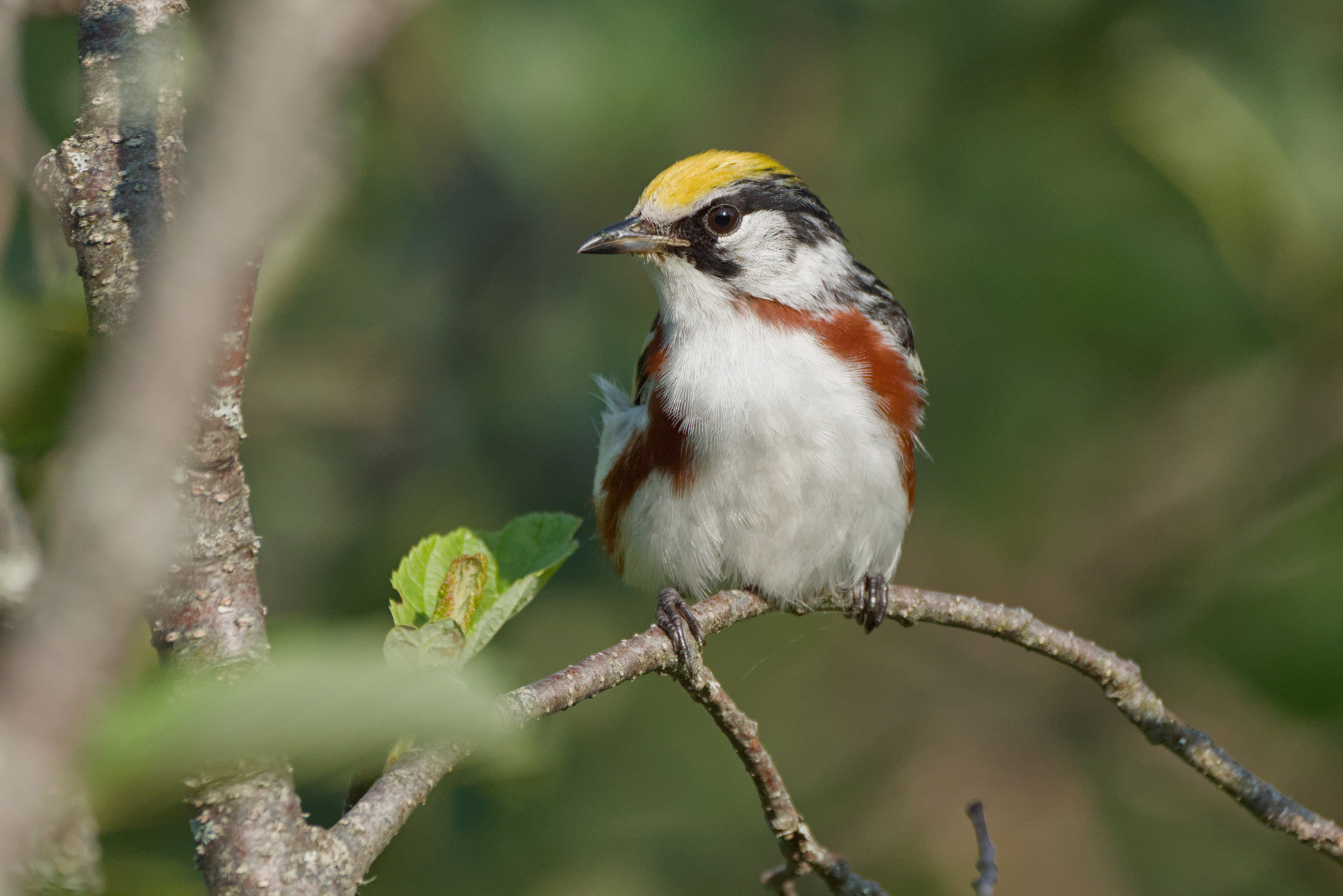 A male chestnut-sided warbler perched on a twig, with a yellow crown, a black line through the eye, white cheeks and underparts and a chestnut stripe down each side.