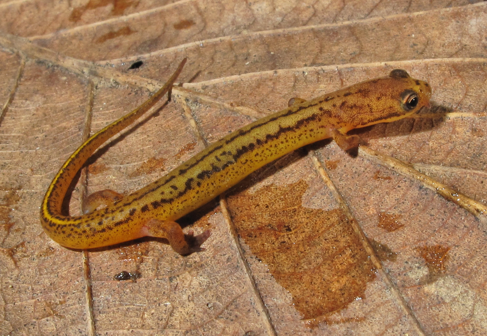 A male patch-nosed salamander from Habersham County, Georgia, on a dead leaf, tiny and golden-orange with dark stripes along its back.