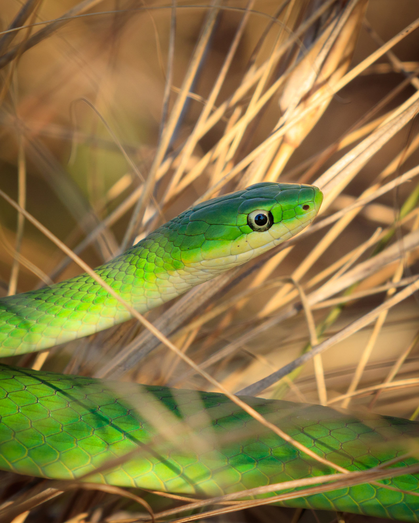 A rough greensnake among dry grass stems, its slender bright green body and pale yellow chin in sharp focus.