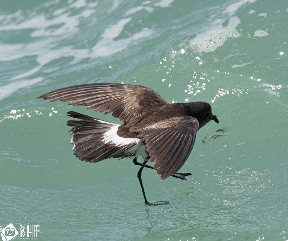 A Wilson's storm-petrel pattering its long legs on green seawater with wings raised, its white rump showing.