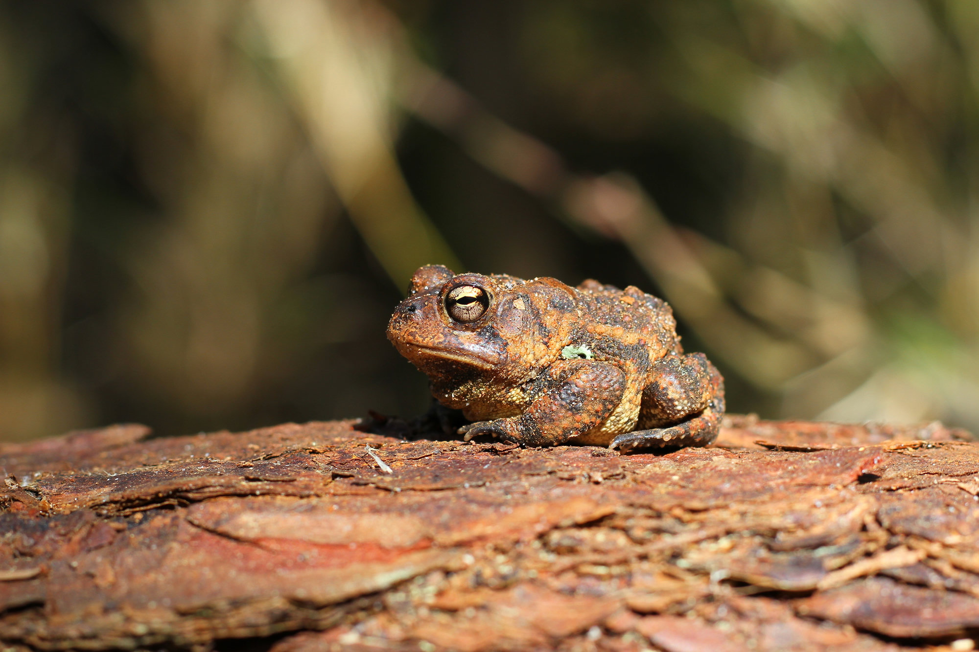 A southern toad resting on a pine log, warty and reddish-brown, with raised ridges between its eyes.