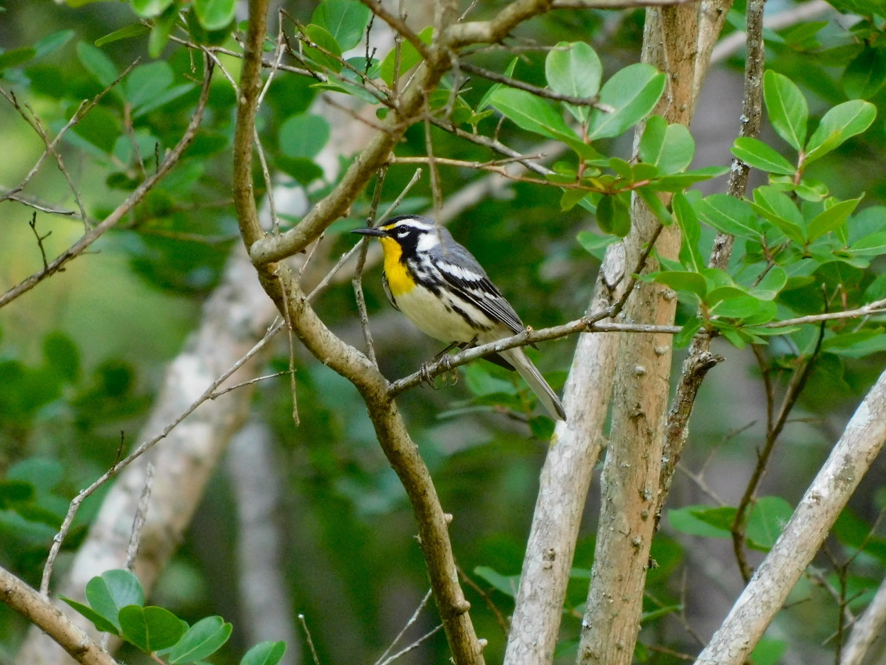 A yellow-throated warbler perched in a shrub, grey above and white below with a bright yellow throat, a black-and-white face pattern and black streaks along its sides.